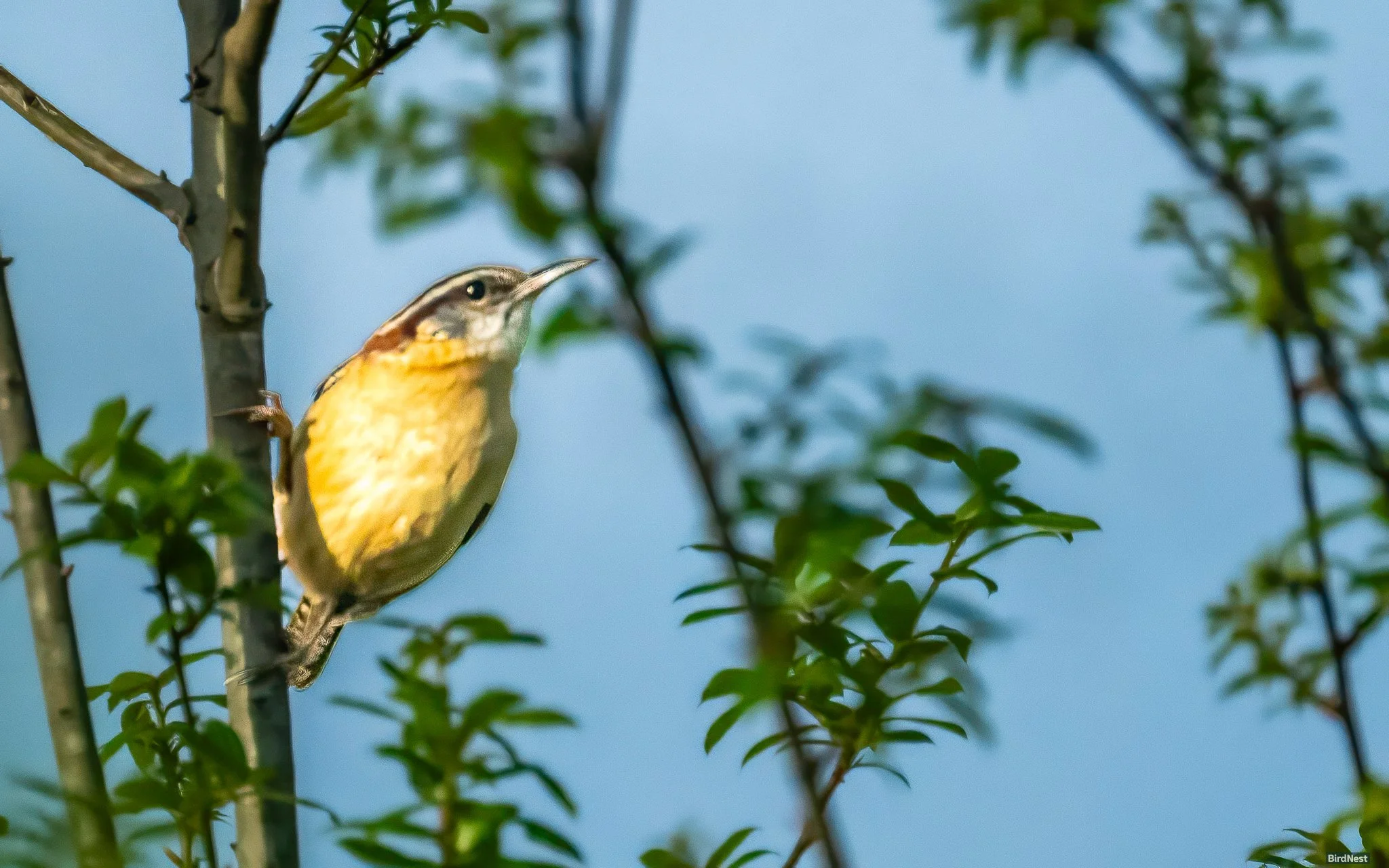 Carolina Wren