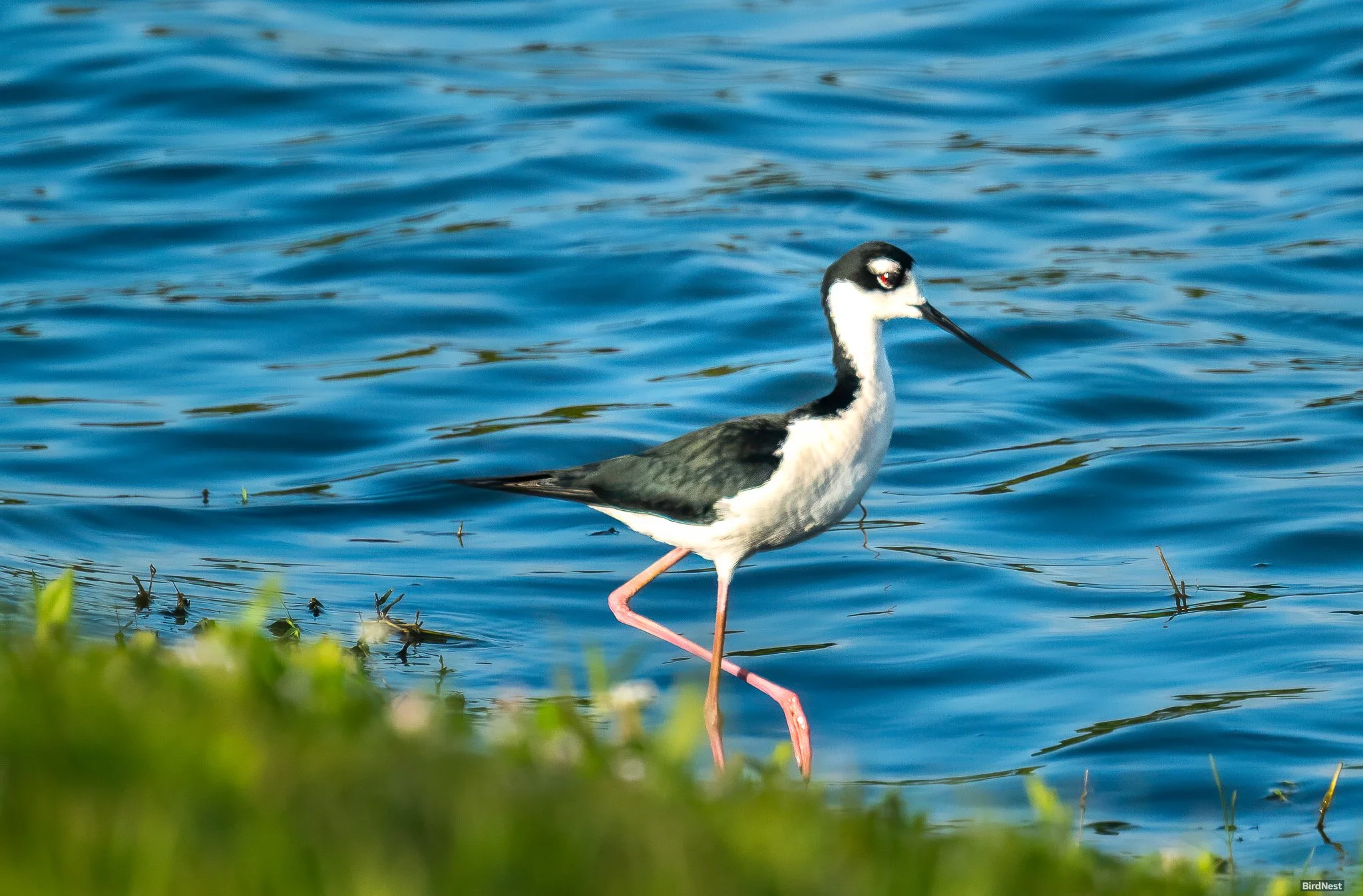 Black-necked Stilt