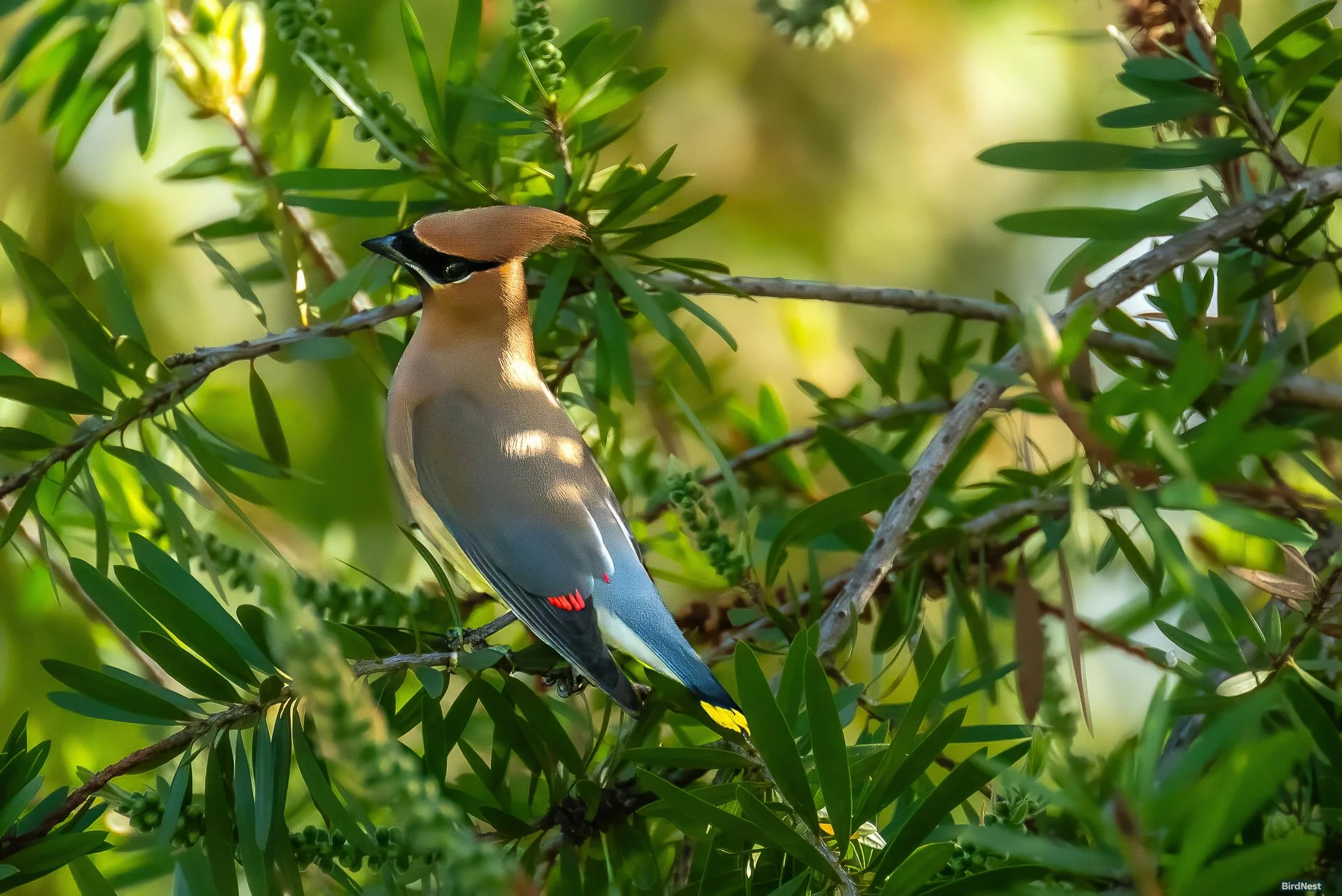 The Cedar Waxwing’s Signature Style