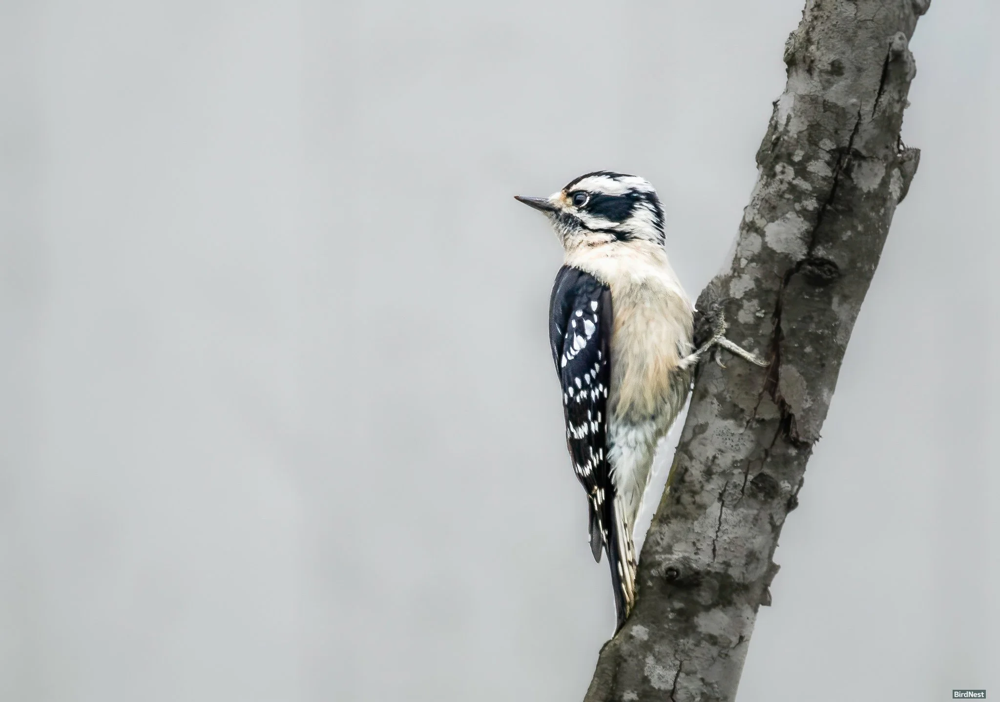 Downy Woodpecker