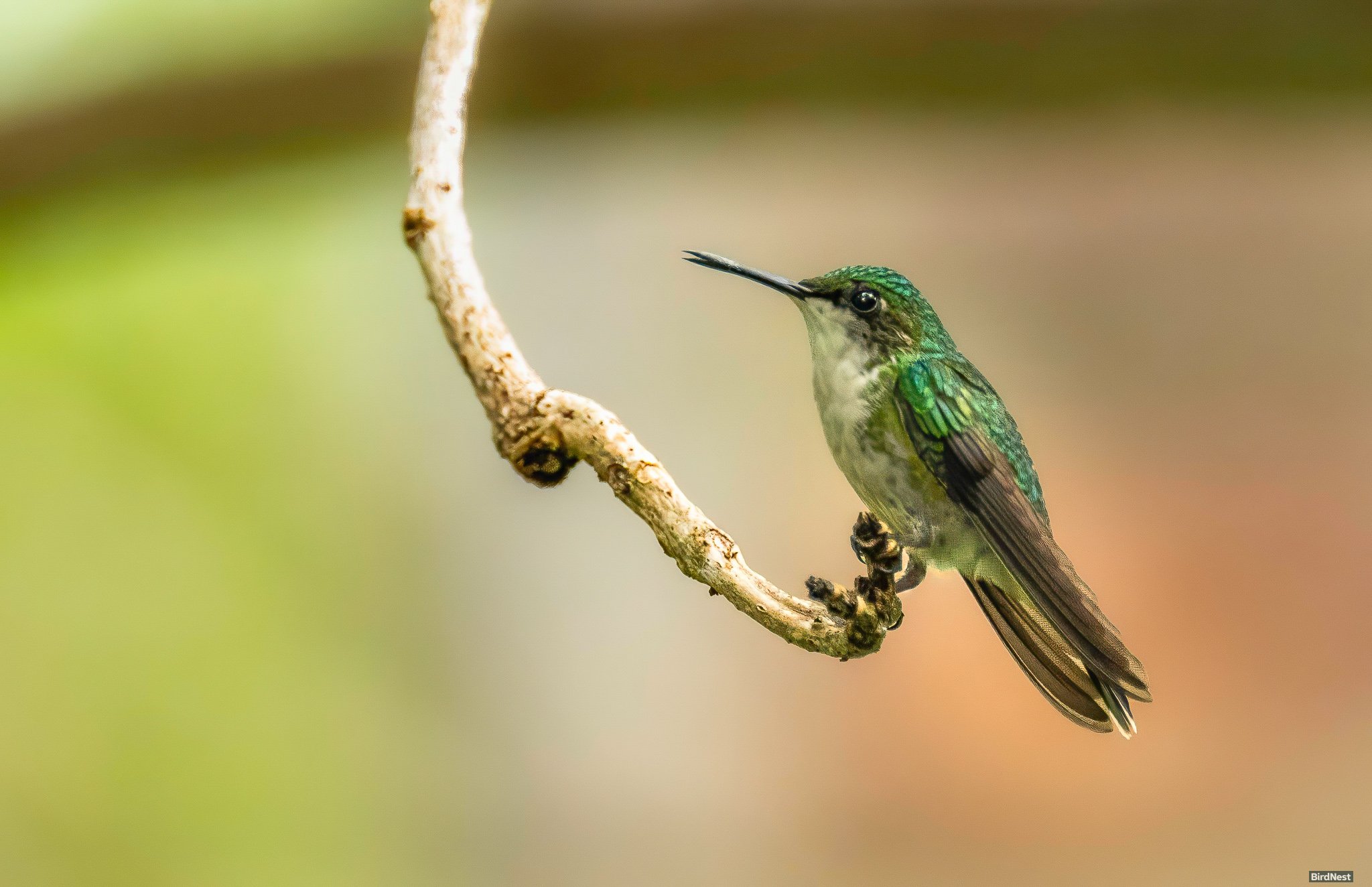 Female Puerto Rican Emerald