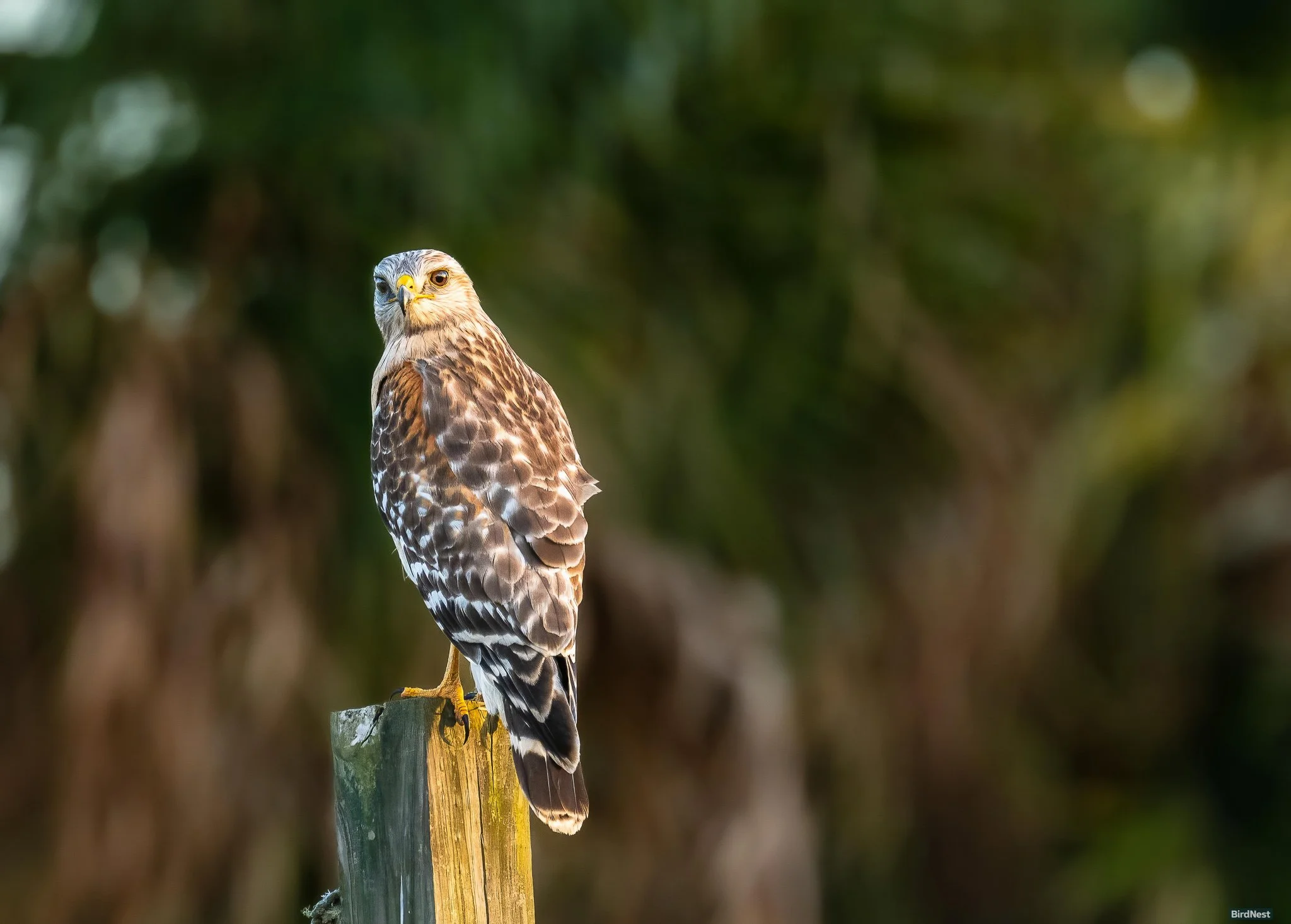 Red-shouldered hawk