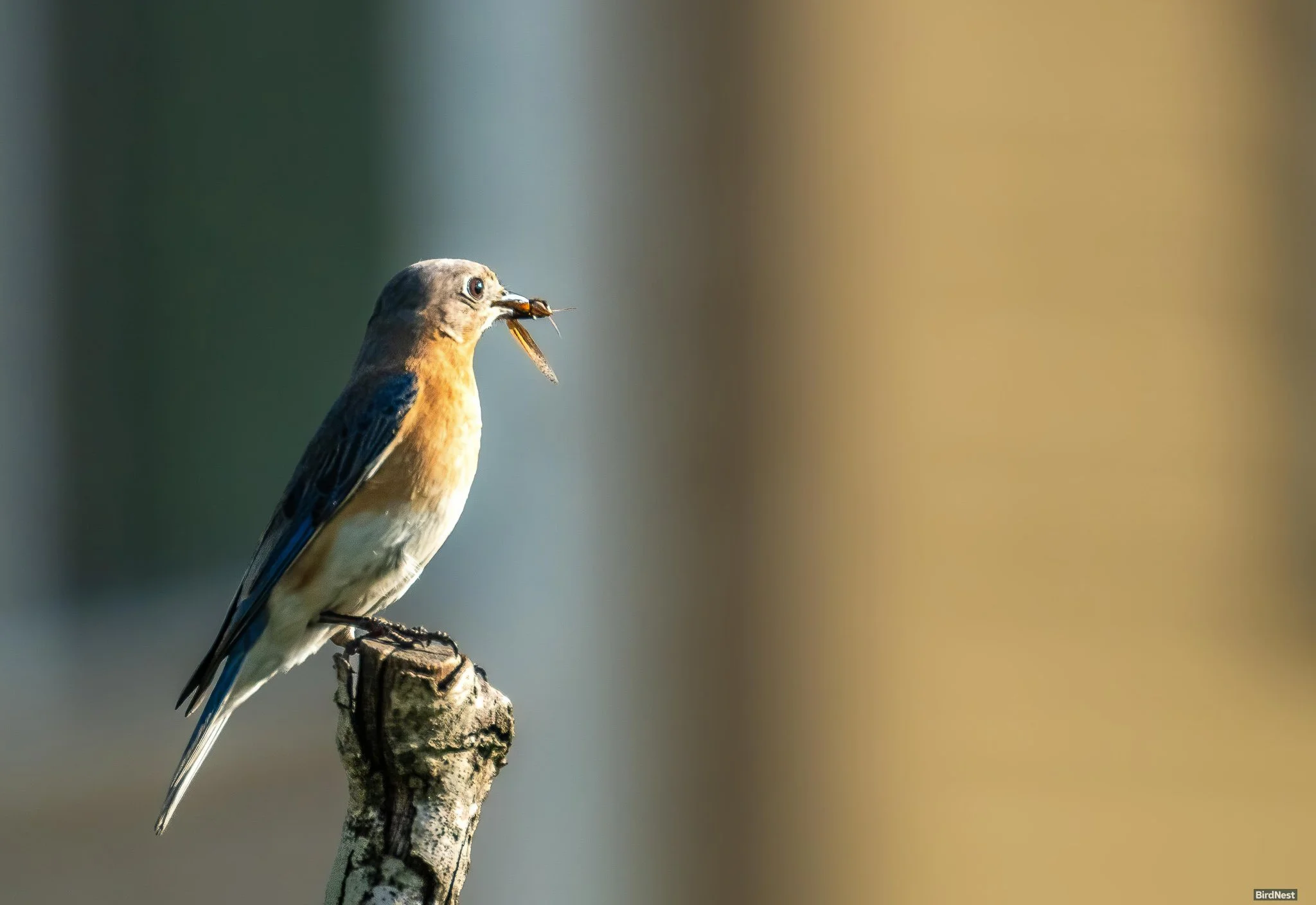 A Busy Eastern Bluebird Mom!!