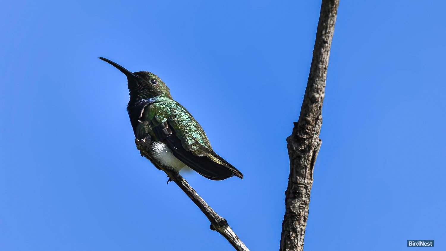 Puerto Rican Emerald