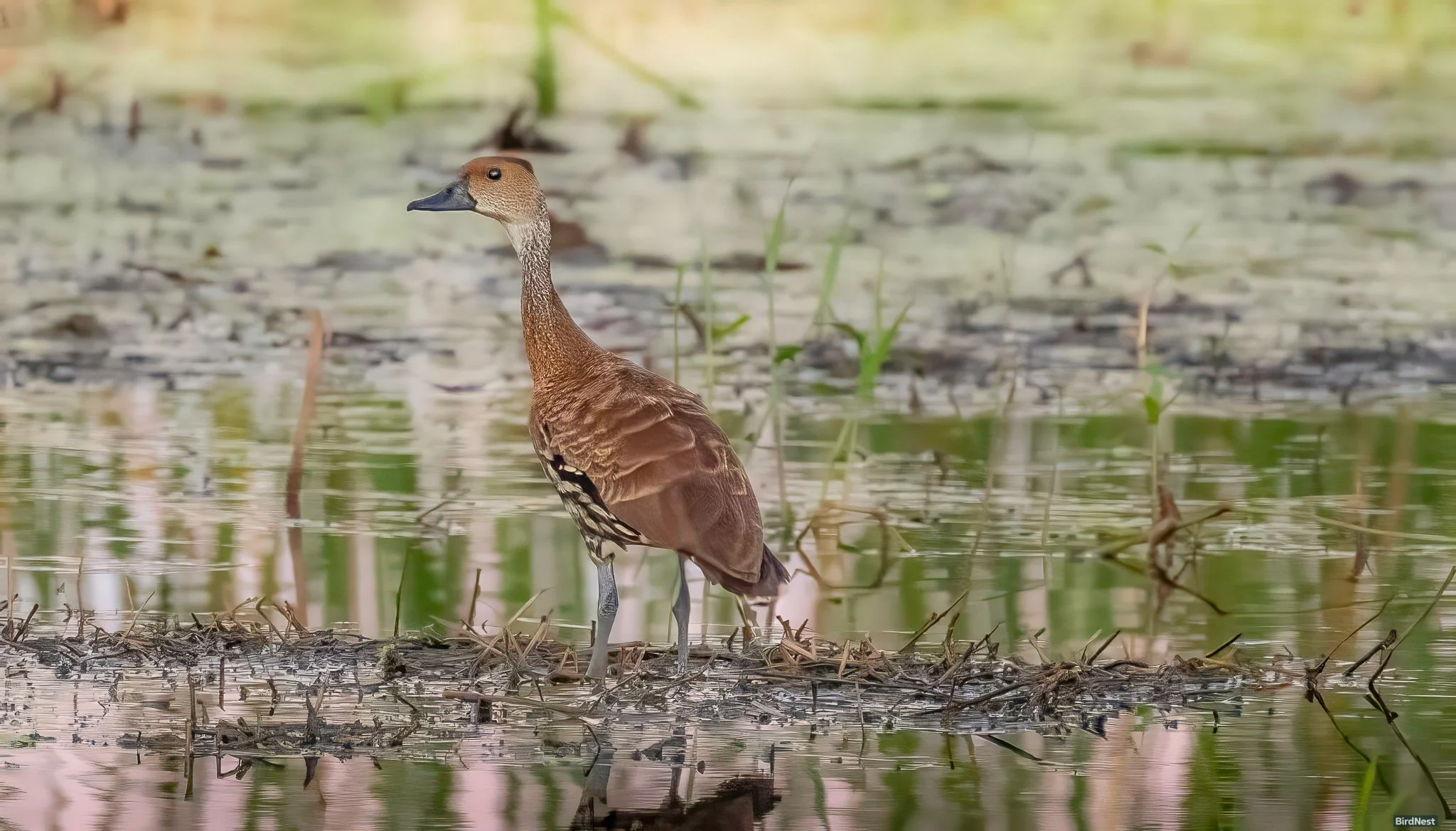 West Indian Whistling-Duck