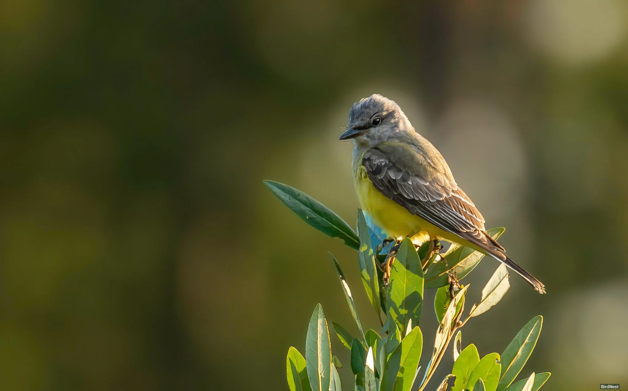 Western Kingbird