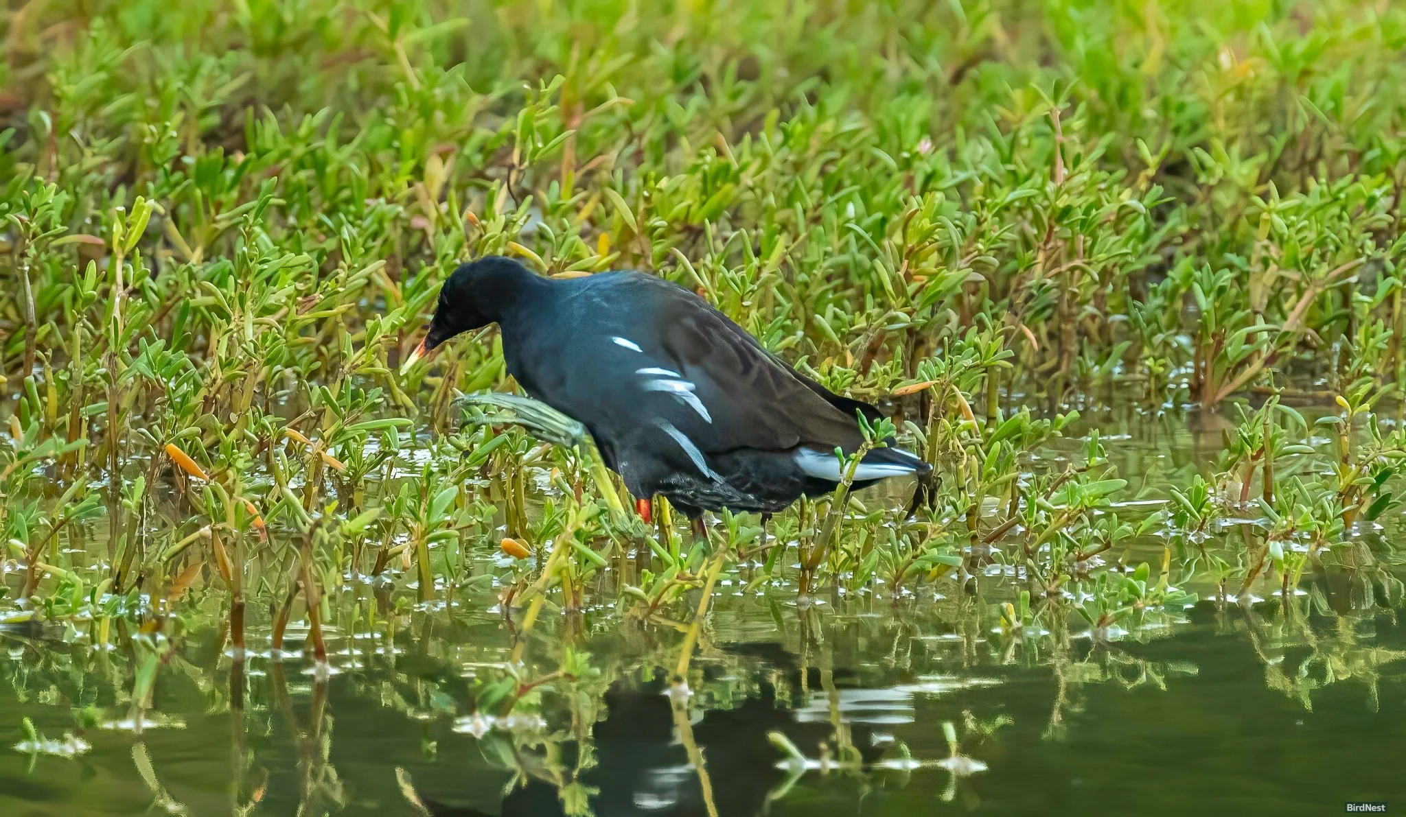 Common Gallinule!