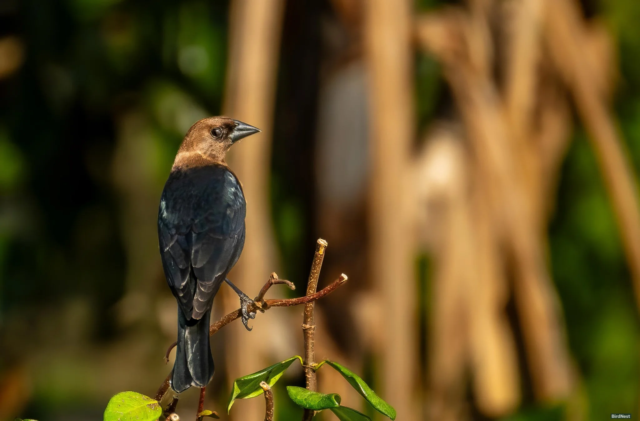 Brown-headed Cowbird