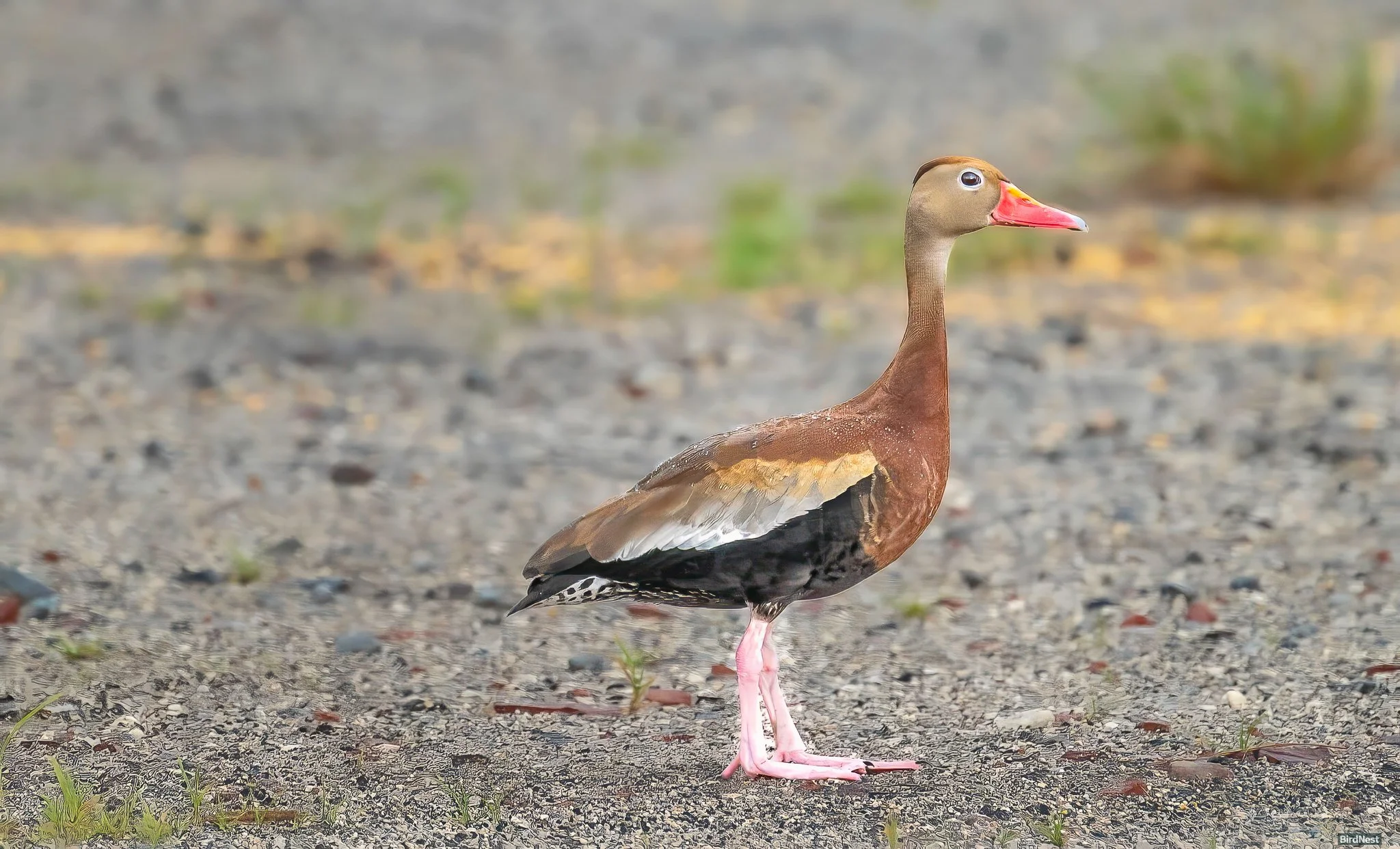 Black-bellied whistling duck