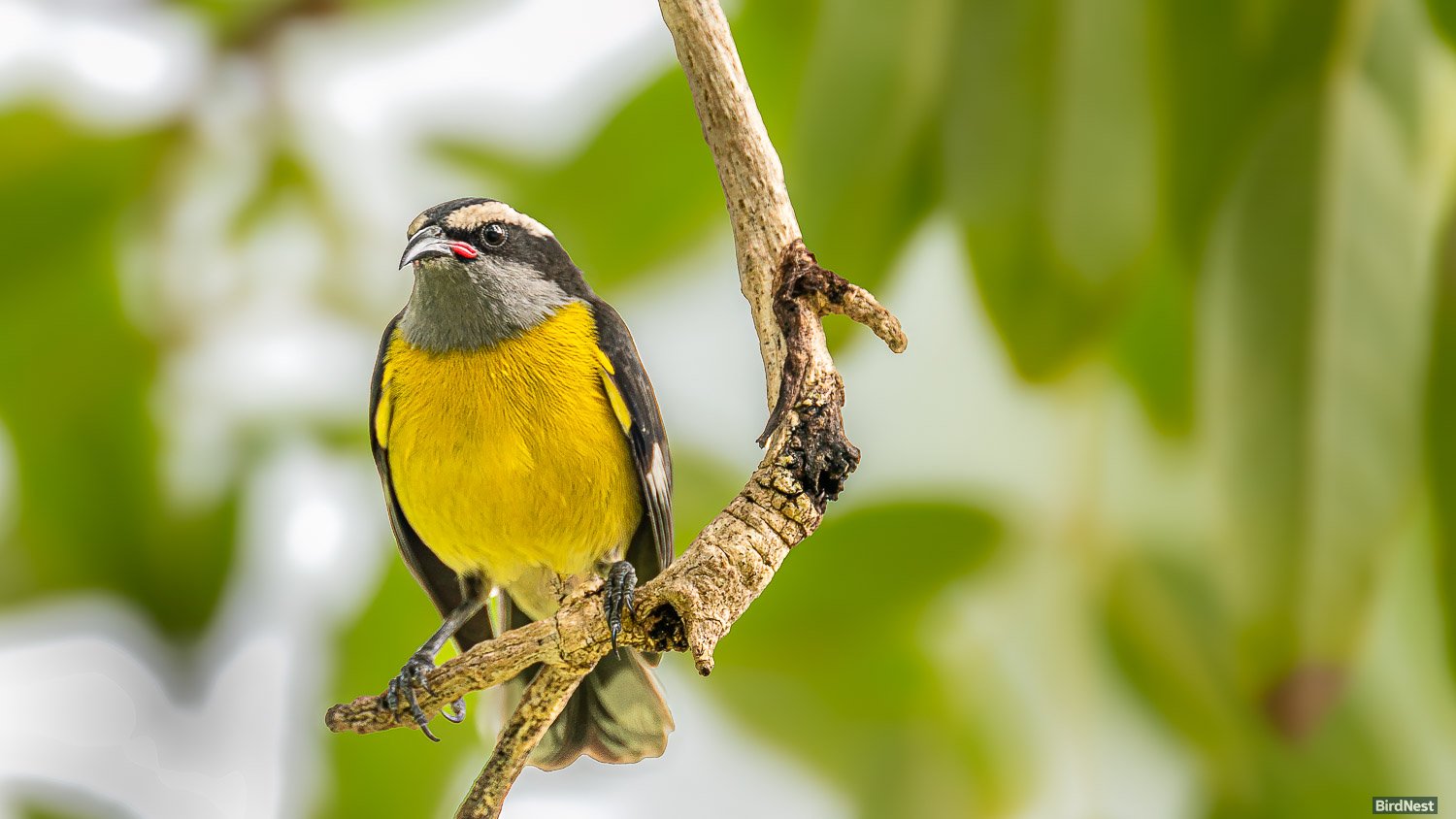 Bananaquit
