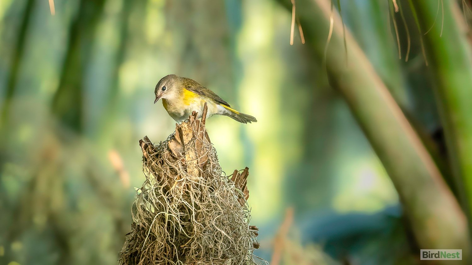 American Redstart