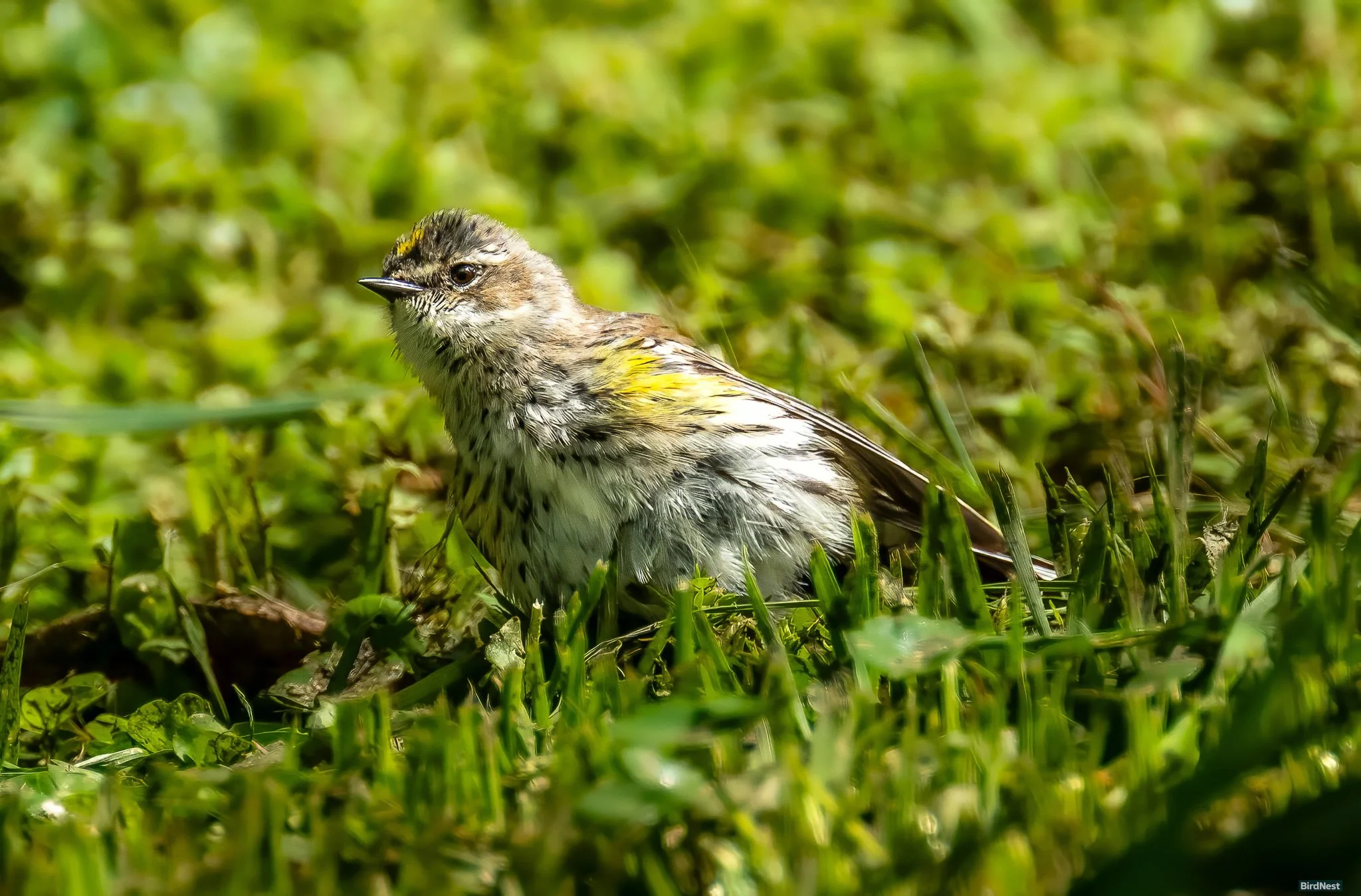 Yellow-rumped Warbler
