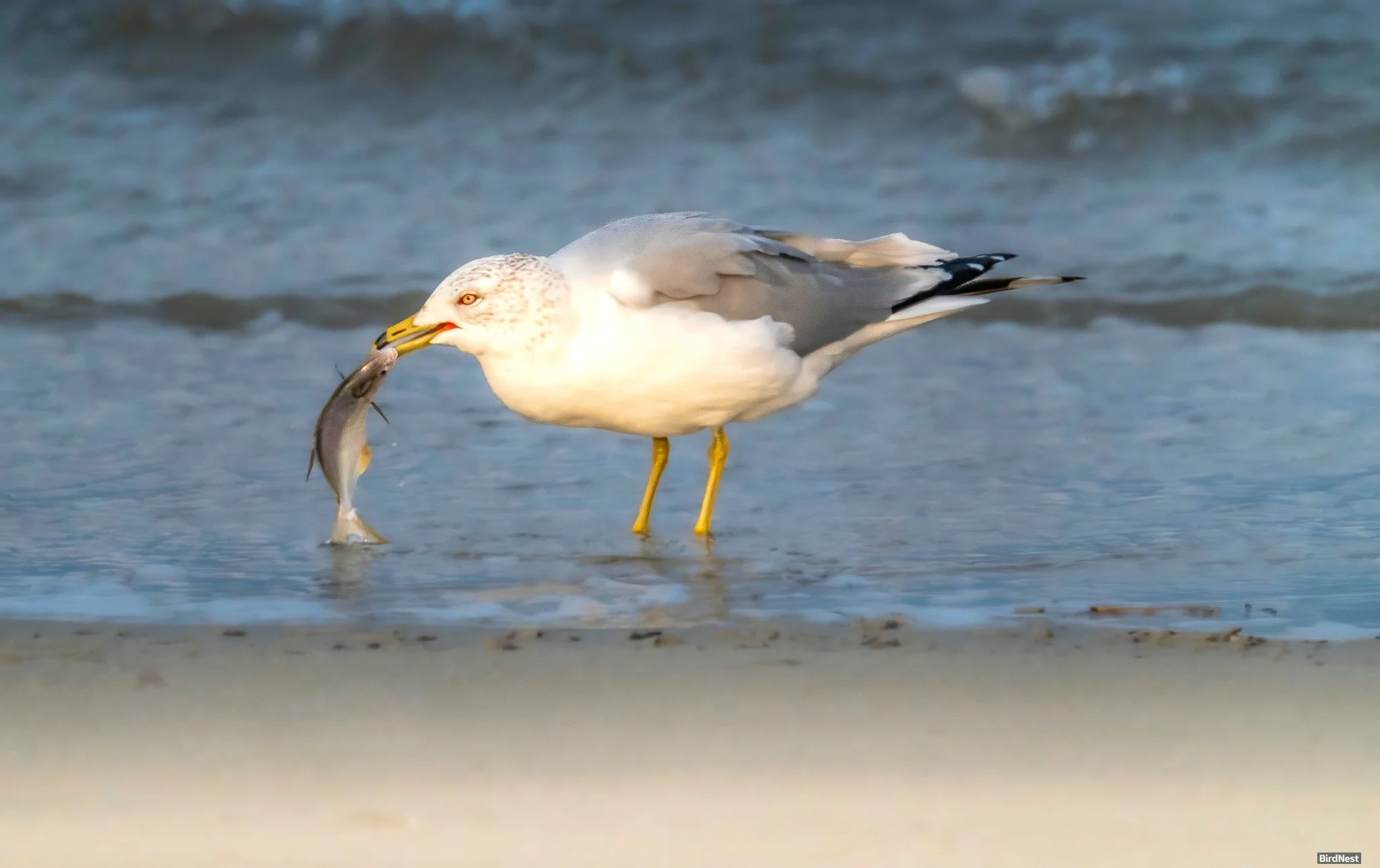 Ring-billed gull