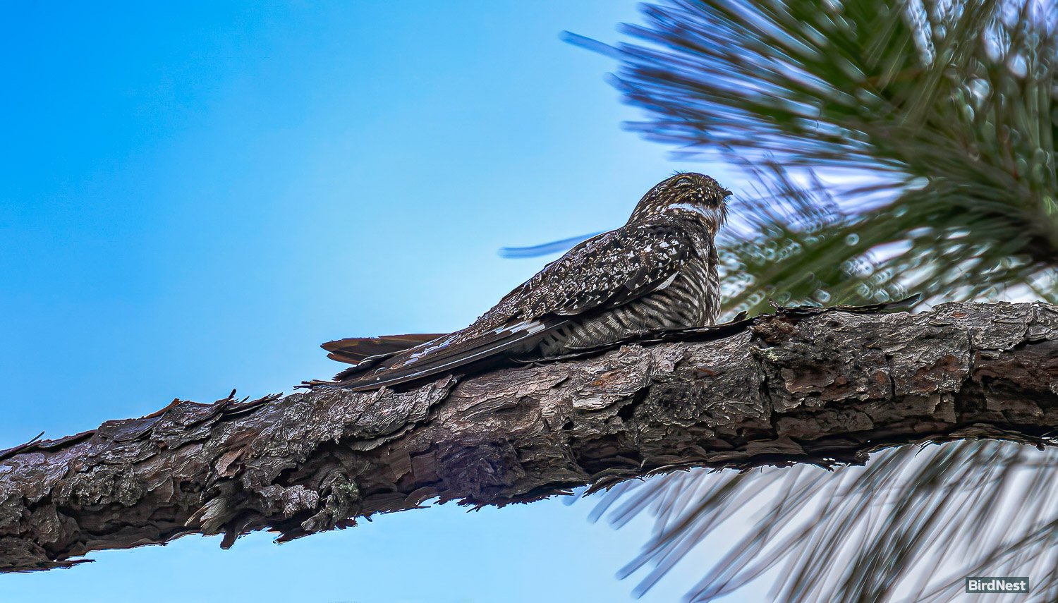 The Common Nighthawk.