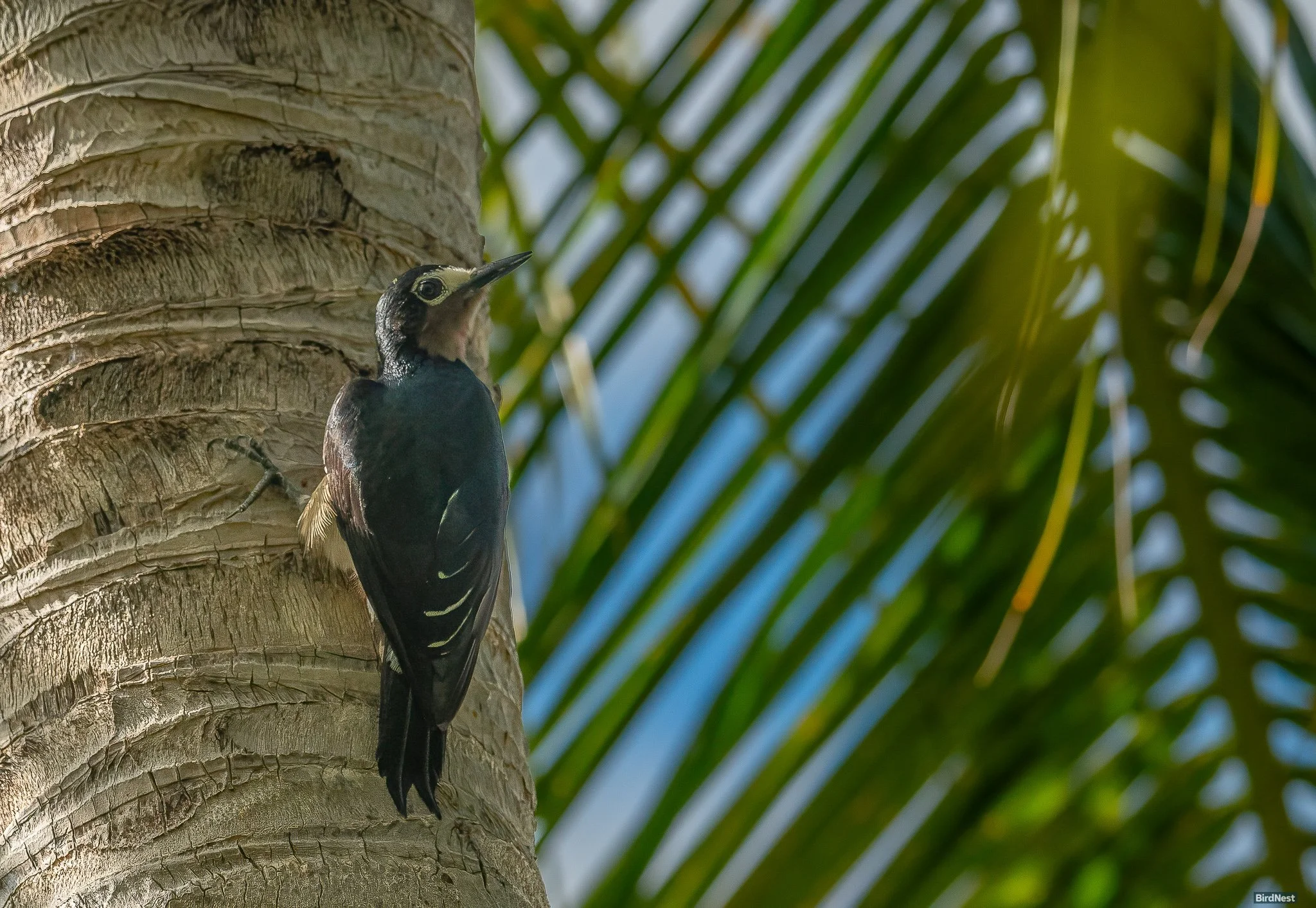 Puerto Rican Woodpecker