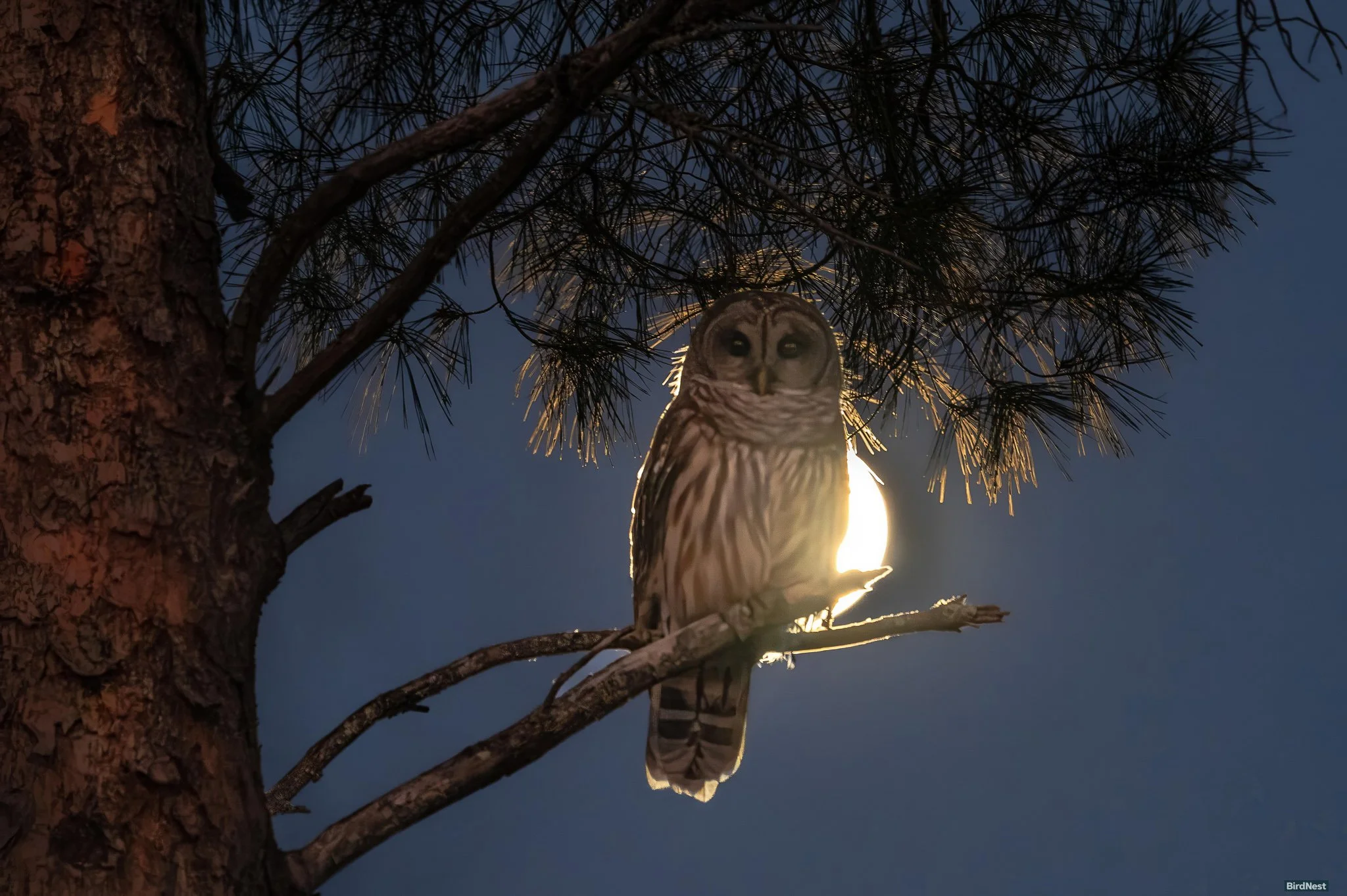 Barred Owl