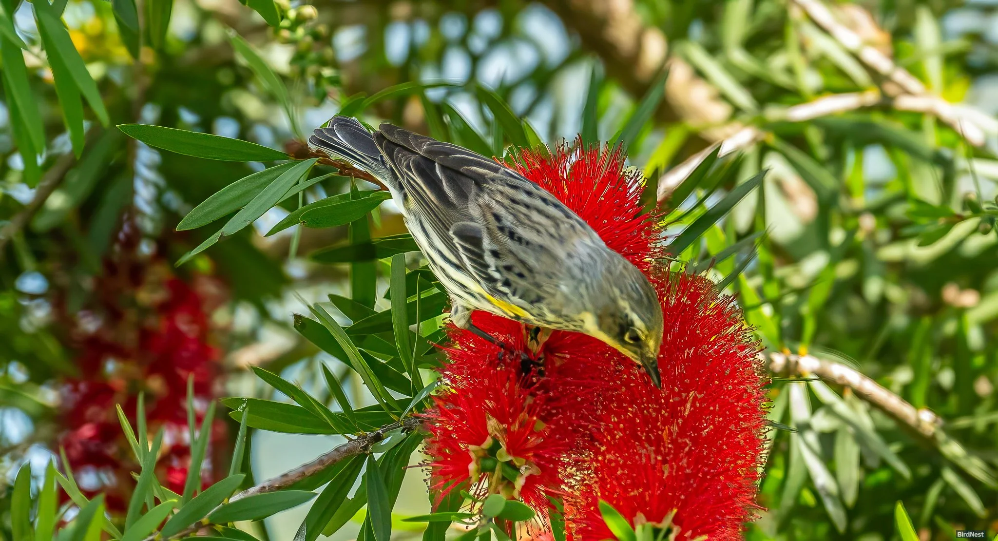 Nectar Seeker: The Yellow-Rumped Warbler