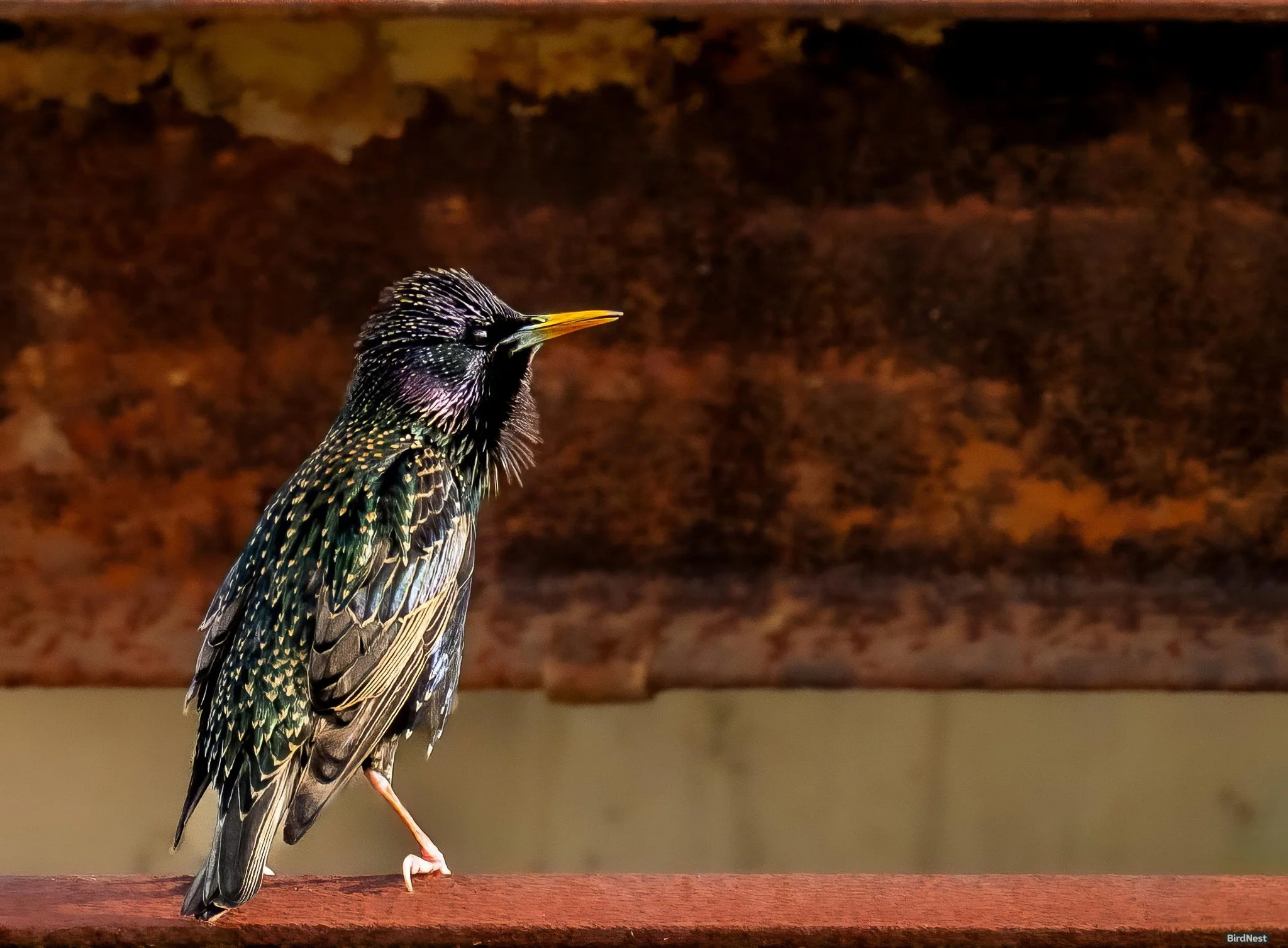 European Starling