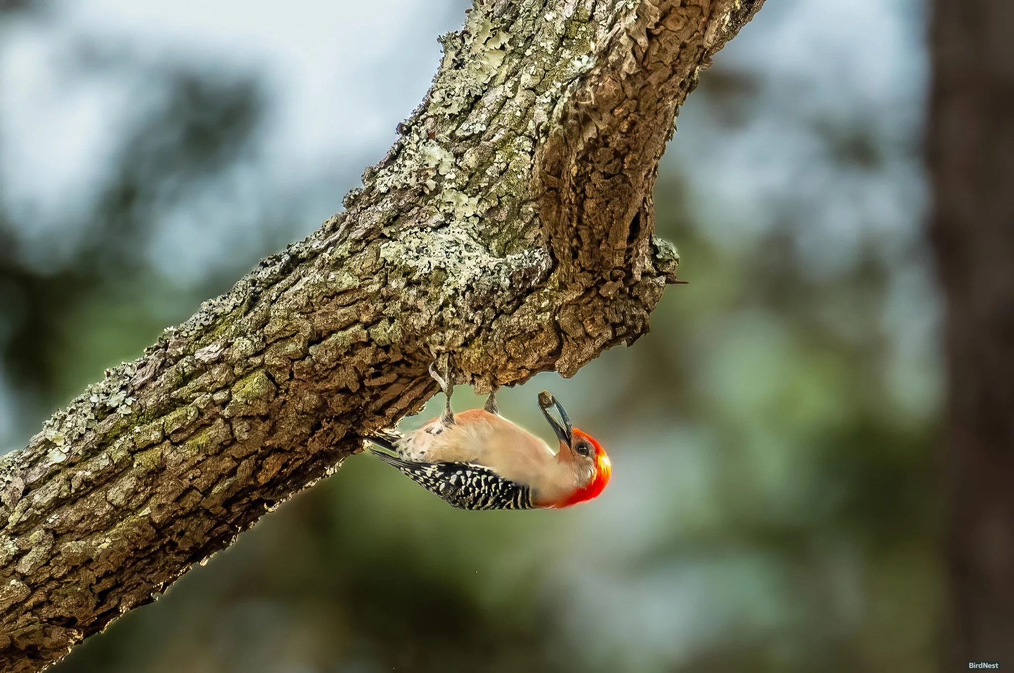 Red-bellied Woodpecker