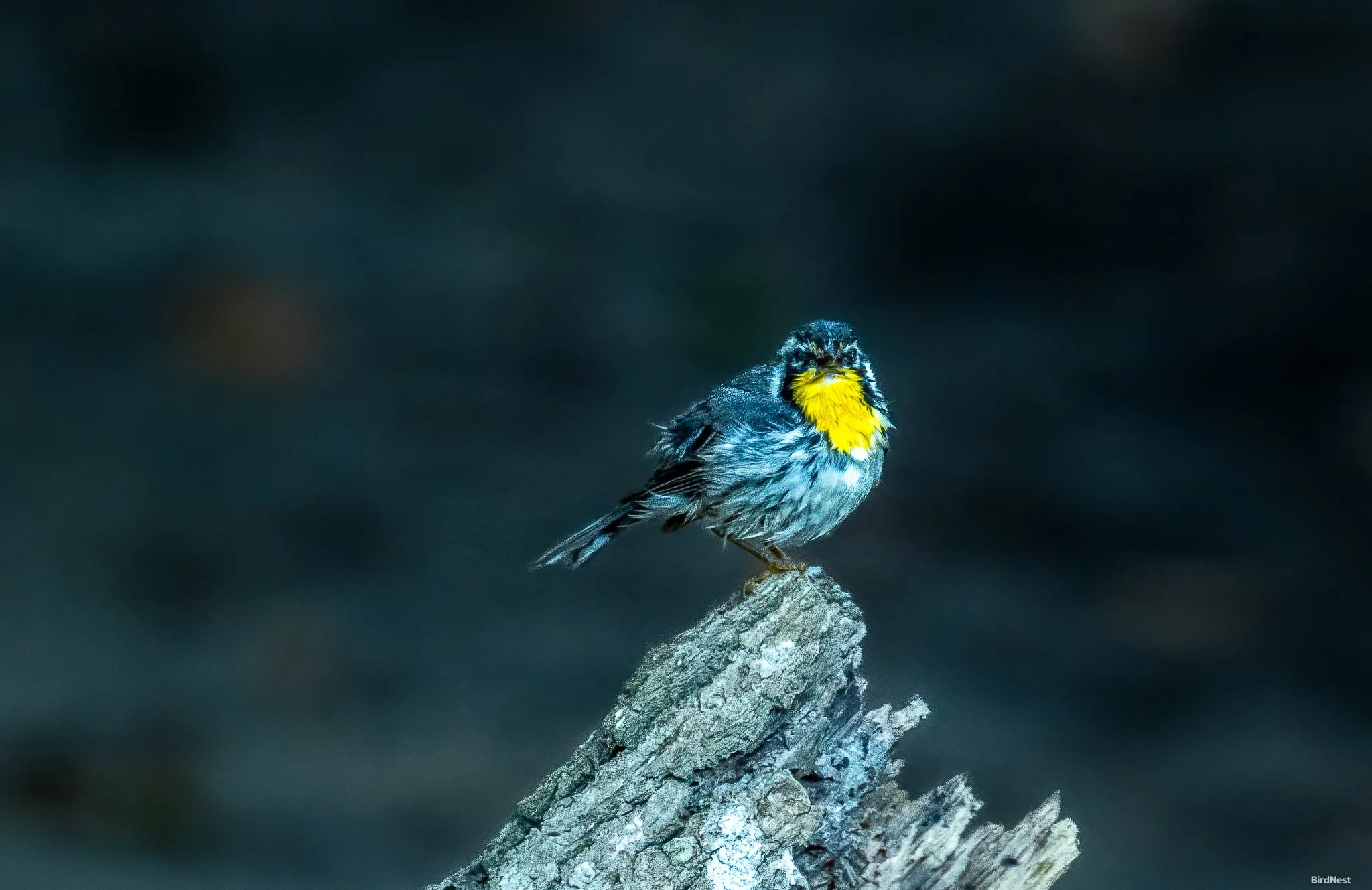 Yellow-throated Warbler