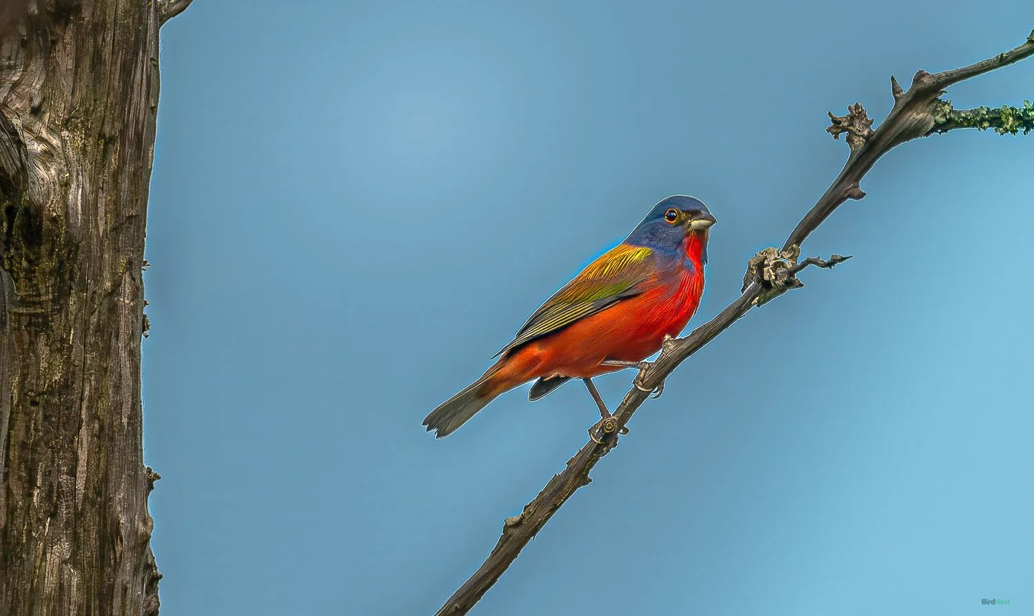 The Painted Bunting: Nature's Living Rainbow