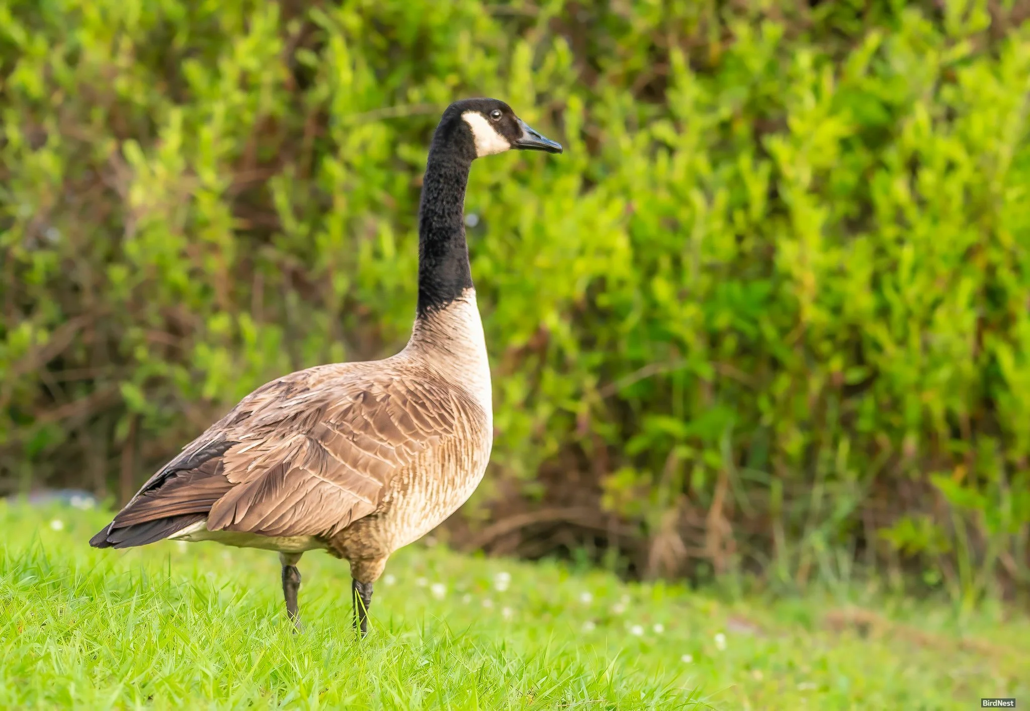Canada Goose
