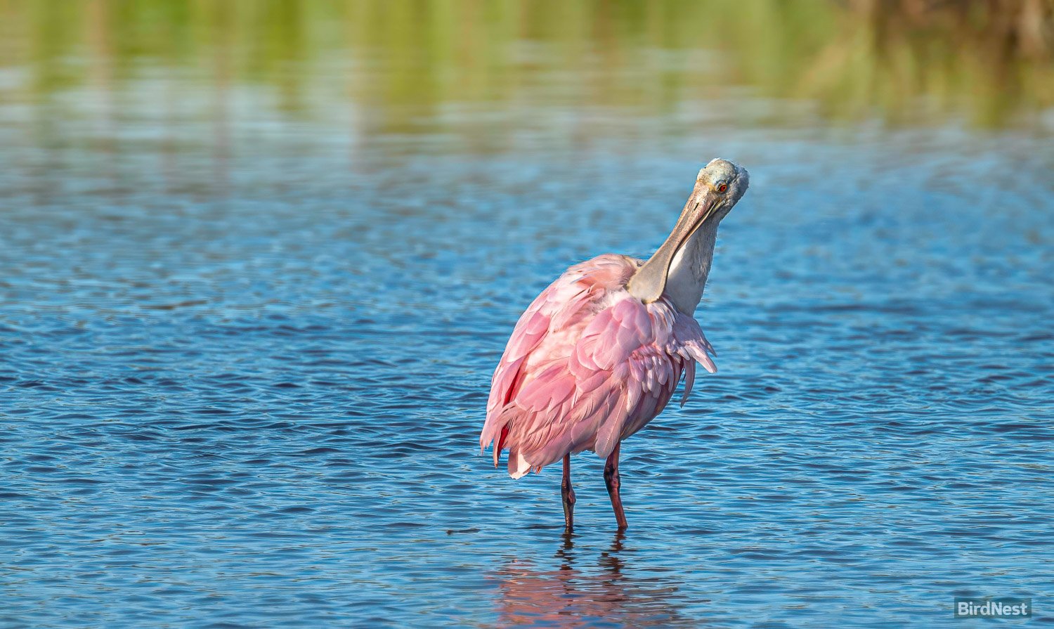 Roseate Spoonbill