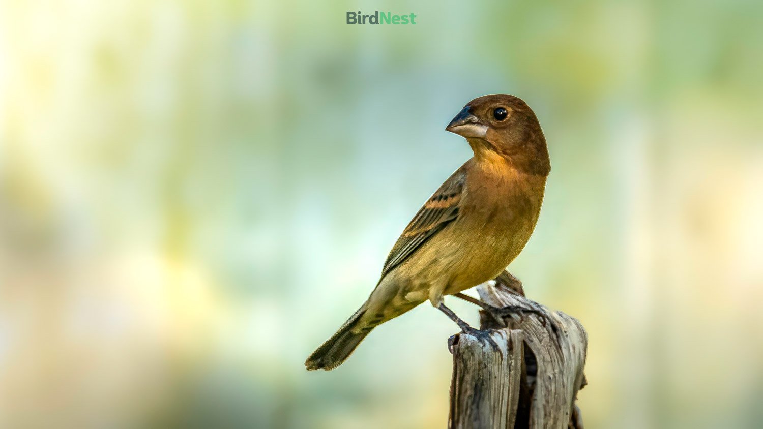 Female Blue Grosbeak