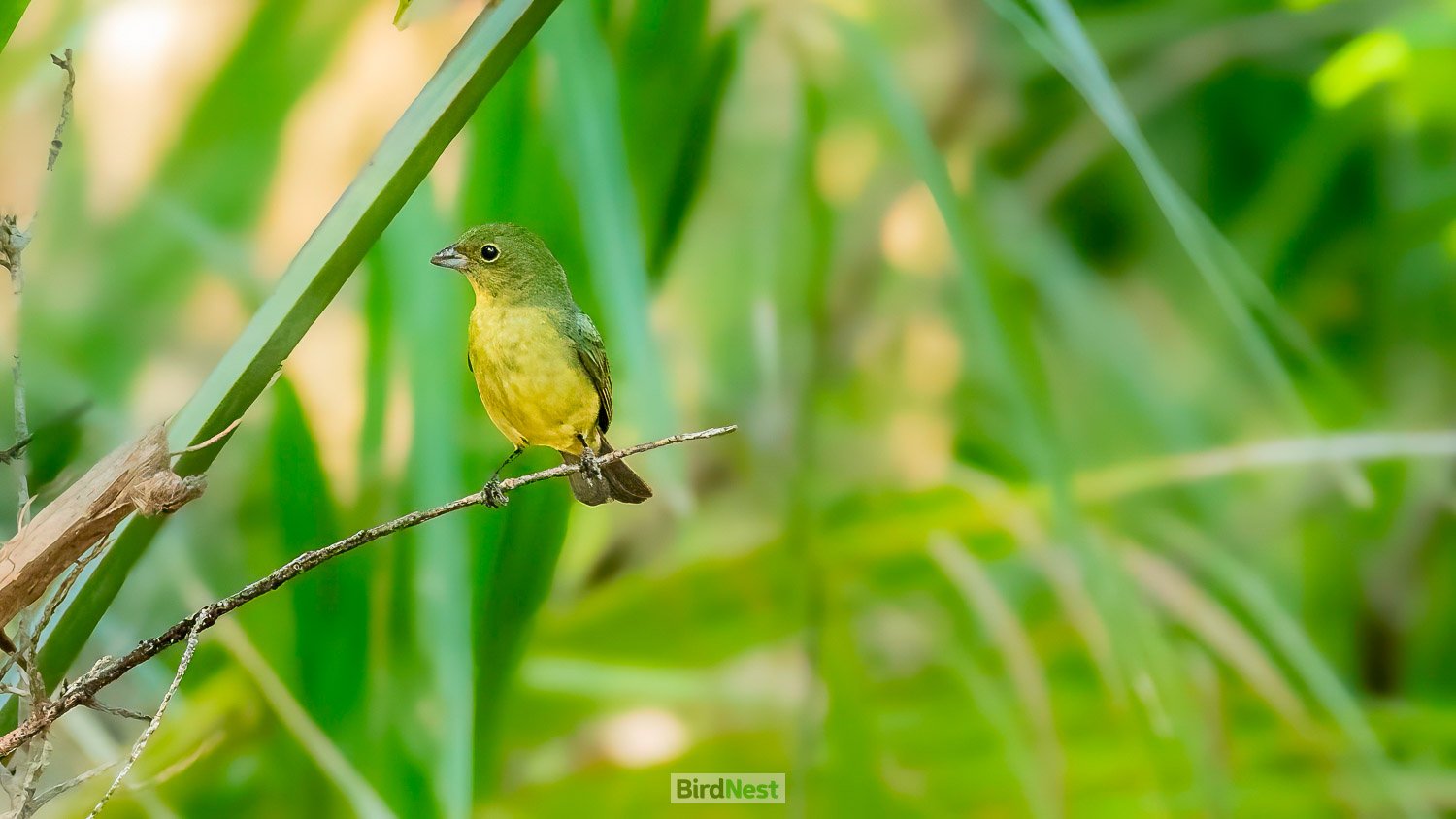 Female Painted Bunting