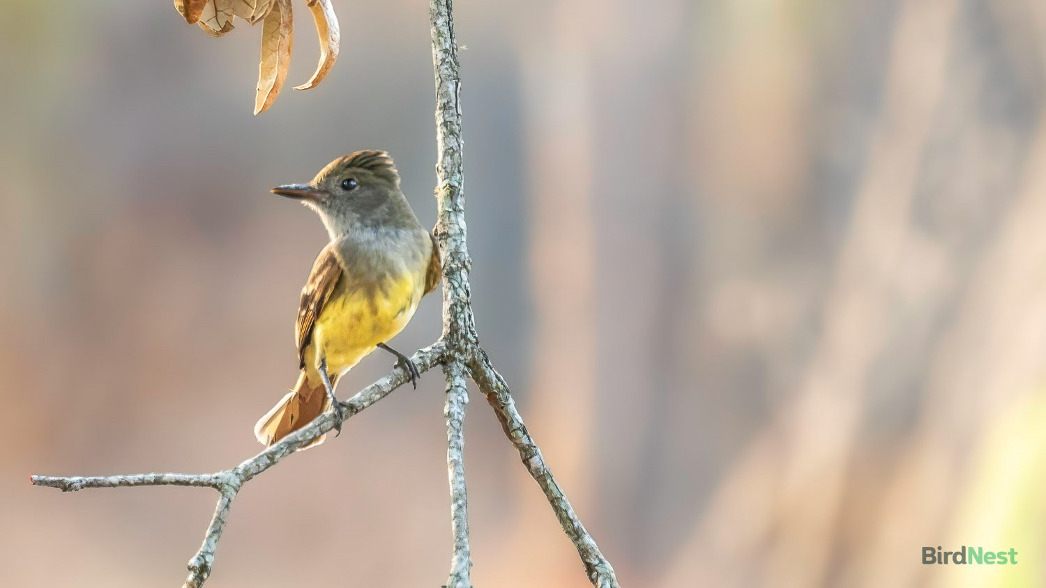 Great Crested Flycatcher