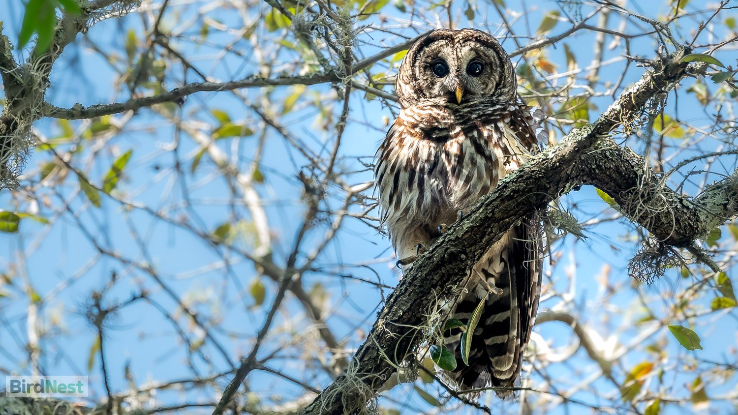 Barred Owl