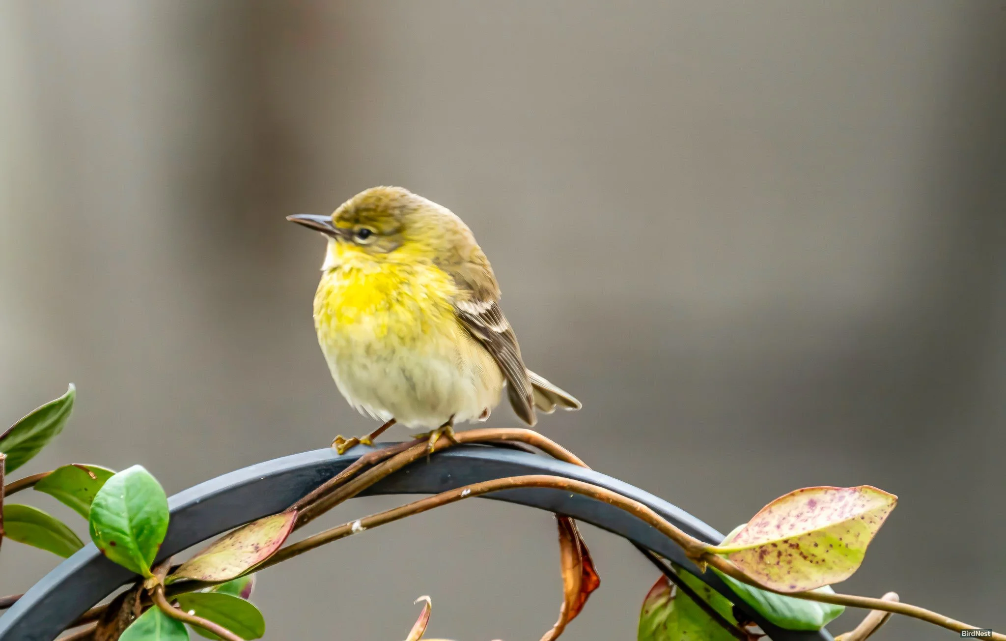 Pine Warbler