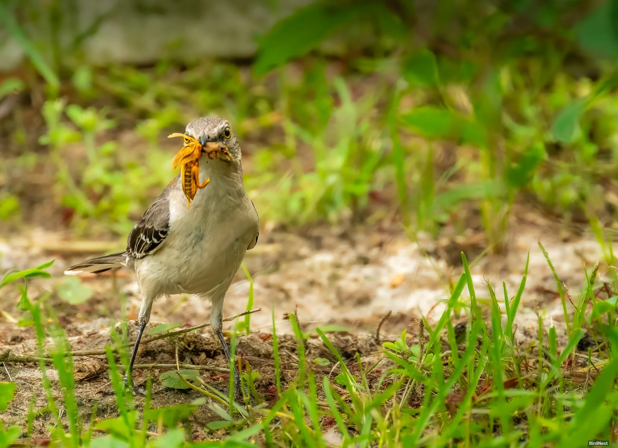 Northern Mockingbird