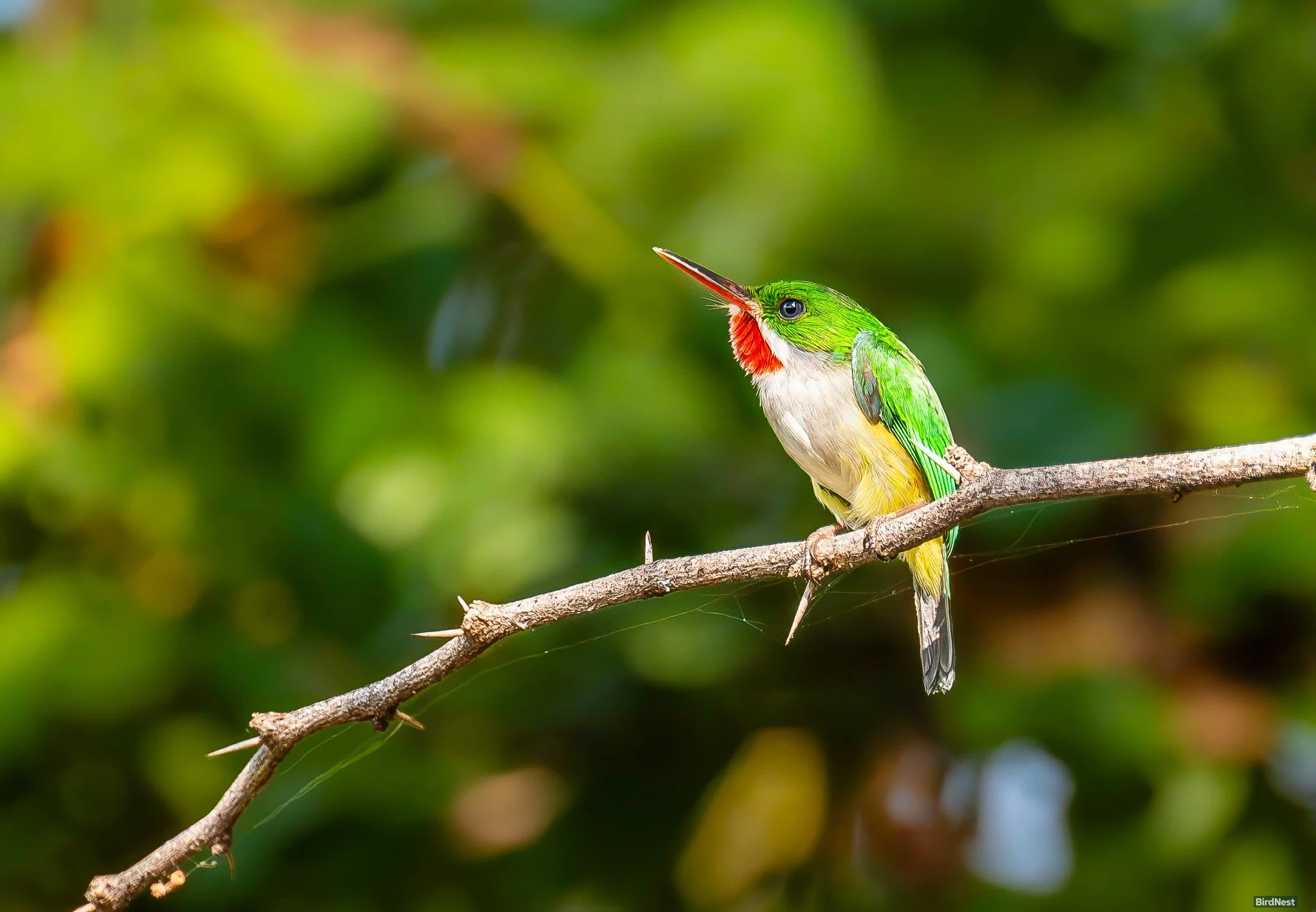 San Pedrito (Puerto Rican Tody