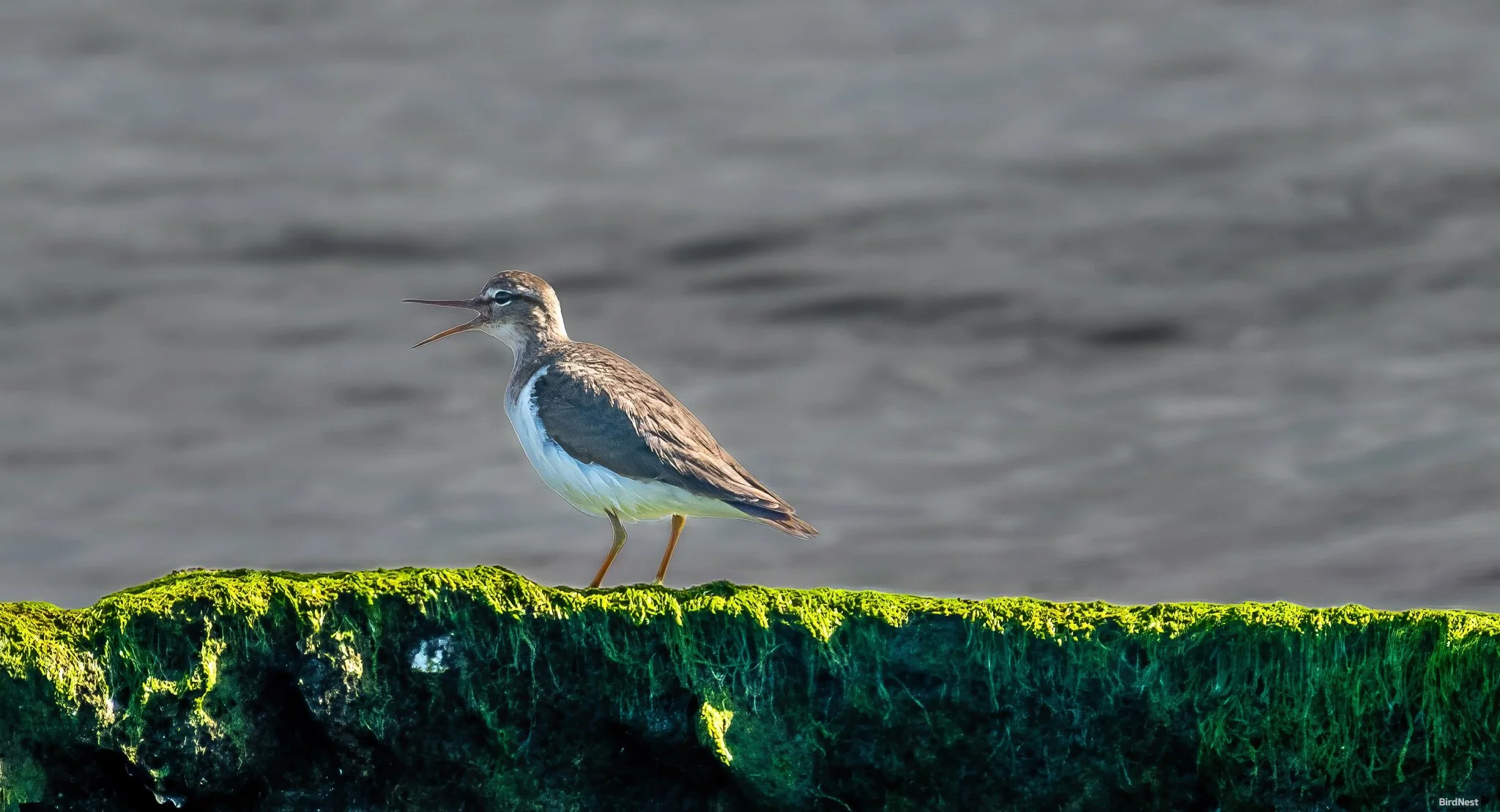 Spotted Sandpiper
