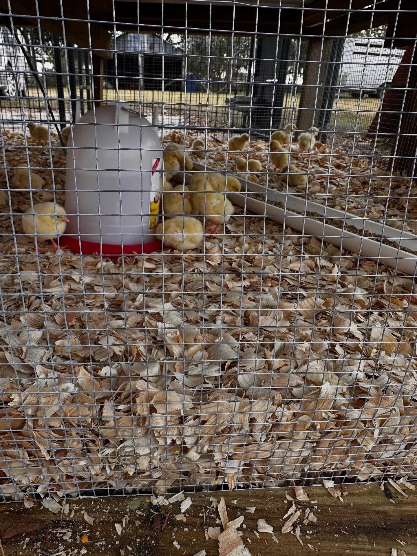 While we may not be at farmer&rsquo;s markets anymore, that doesn&rsquo;t mean there hasn&rsquo;t been a lot happening on the farm! 

We just started our fall batch of chicks and November 15th, can&rsquo;t get here fast enough. We can&rsquo;t wait to