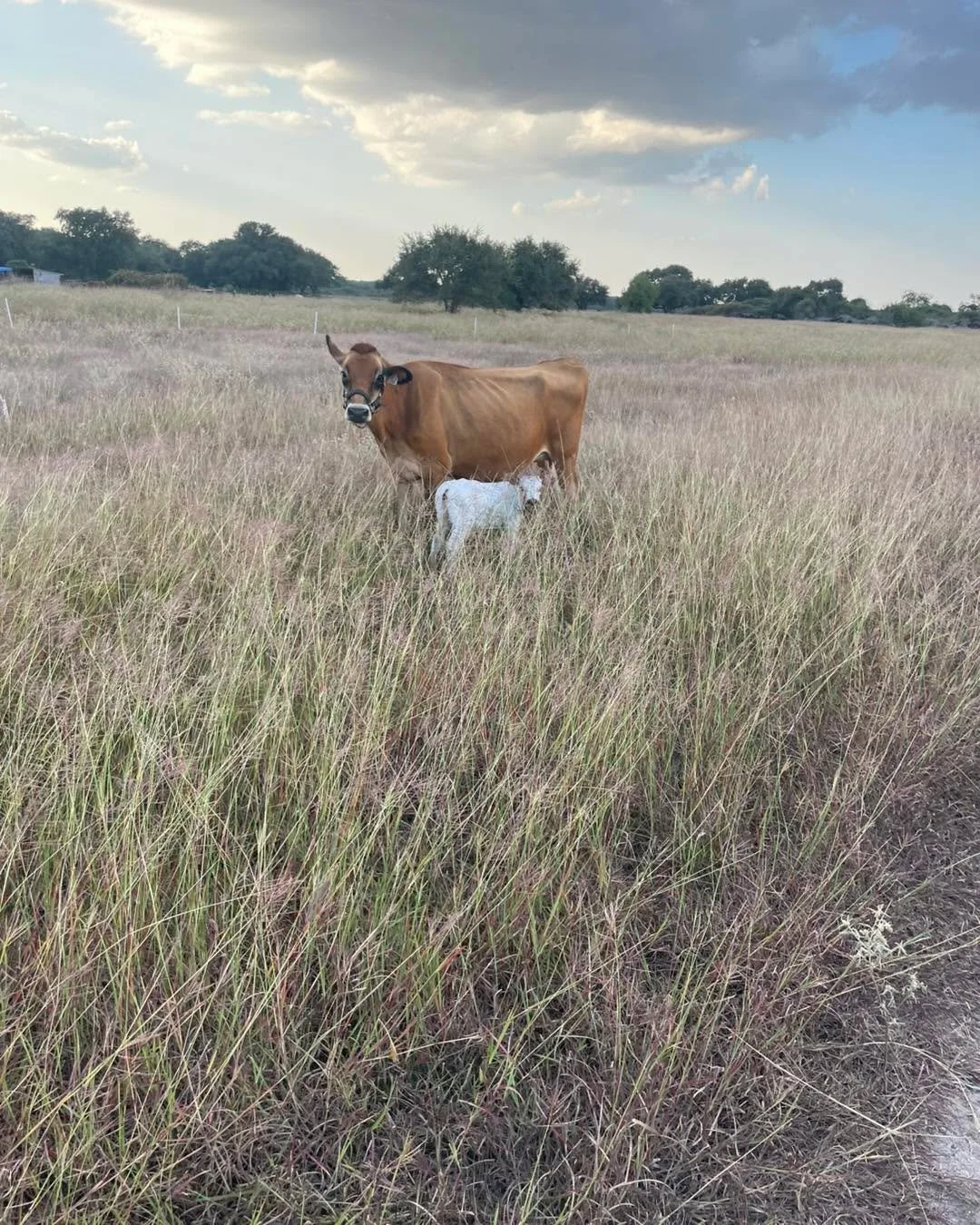 Sometimes farm life keeps us on our toes! 🐄✨
We got quite the surprise this Tuesday when Lukas went out to move cows and found this little guy waiting for us. When we had his mama palpated back in mid-July, we thought she was only about three months