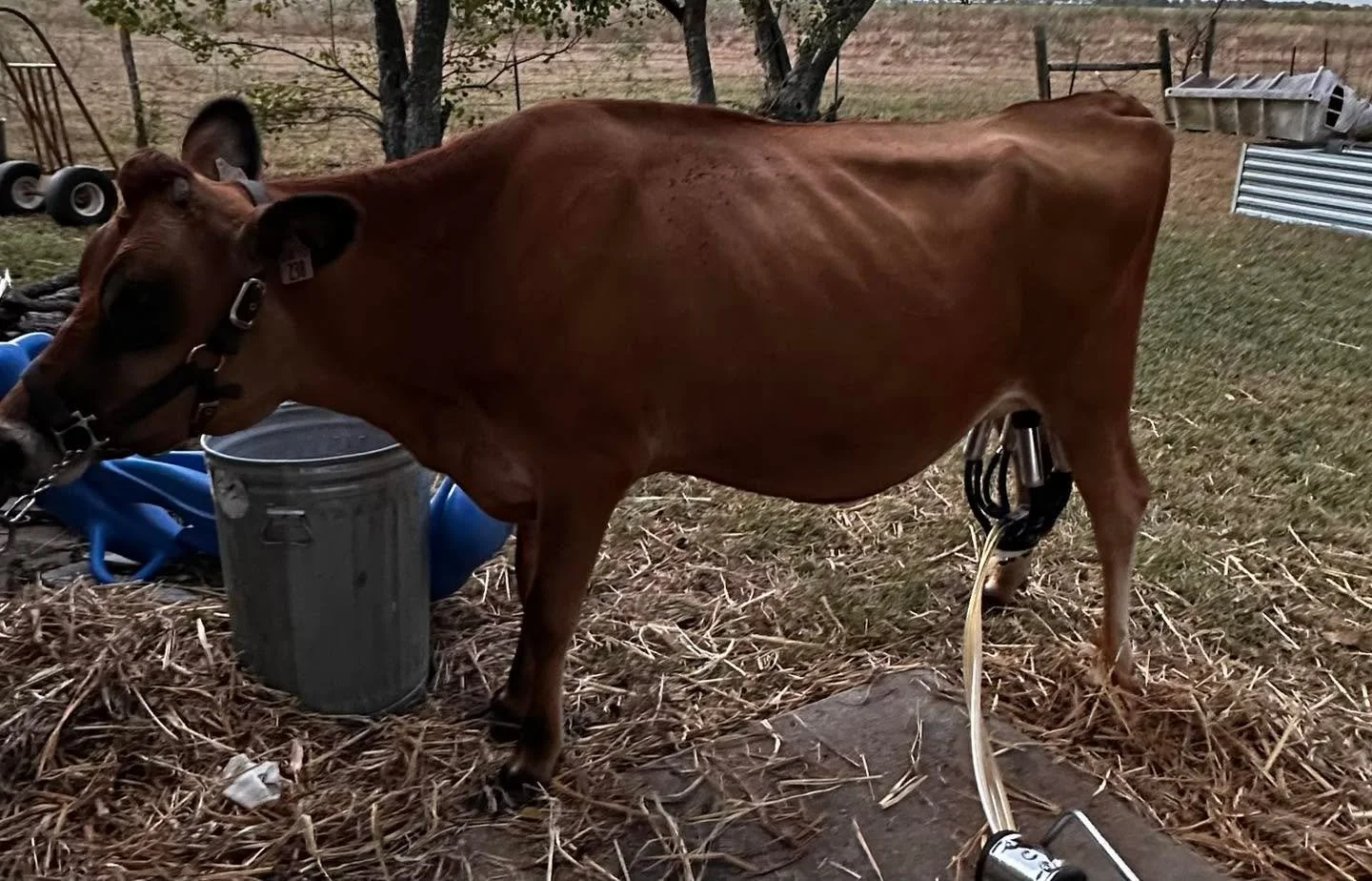 🌾 Farm Life Update 🌾

Last week was a little wild &mdash; big thanks to the chickens for not being the drama this time. 🐔

Demeter surprised us by calving early, so we&rsquo;ve been getting her used to the milking routine. She&rsquo;s supposed to 