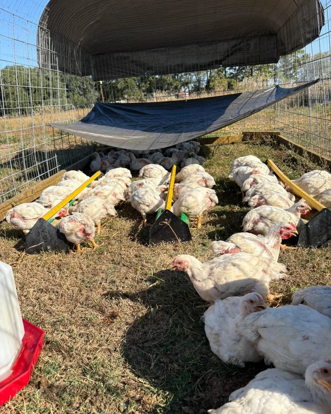 🐔 It&rsquo;s almost time! We&rsquo;re just 6 days away from processing day for this batch of chickens, and I can hardly put into words how excited (and a little nervous!) I am. Every bit of care &mdash; from daily pasture moves to our new soy-free f