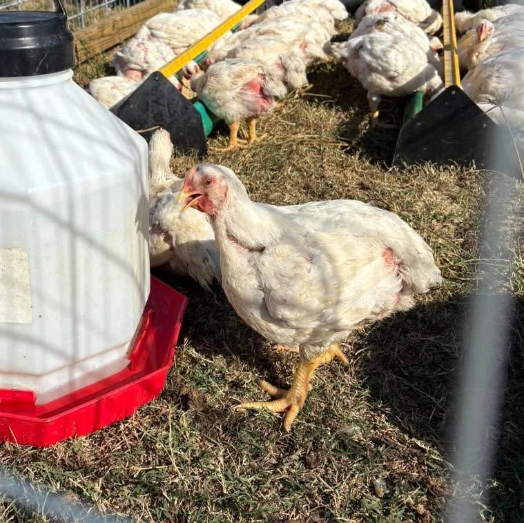 🐔 Chicken update!
We&rsquo;ll be picking up our chickens Monday, Nov 17, and planning for Tuesday deliveries!

✨ Presales will open later this week, so keep an eye out for the preorder link &mdash; it&rsquo;s almost time!

Thank you for being so pat