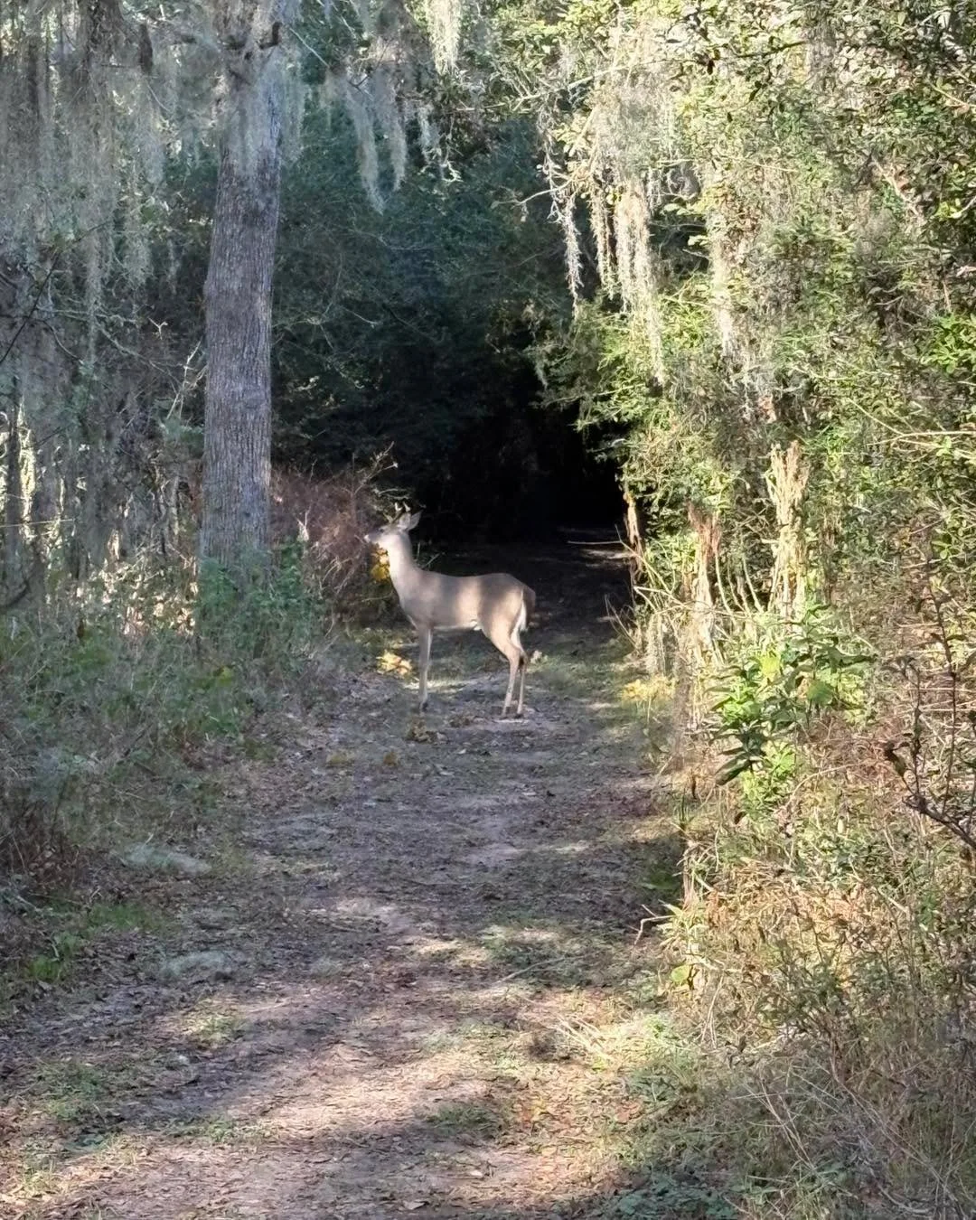 🌅 4 AM farm start today!
We headed out before sunrise to get this batch of chickens to the processor, and we cannot wait to have fresh, unfrozen chicken ready for you on Monday!

Naturally&hellip; I forgot to take pictures of the chickens all loaded