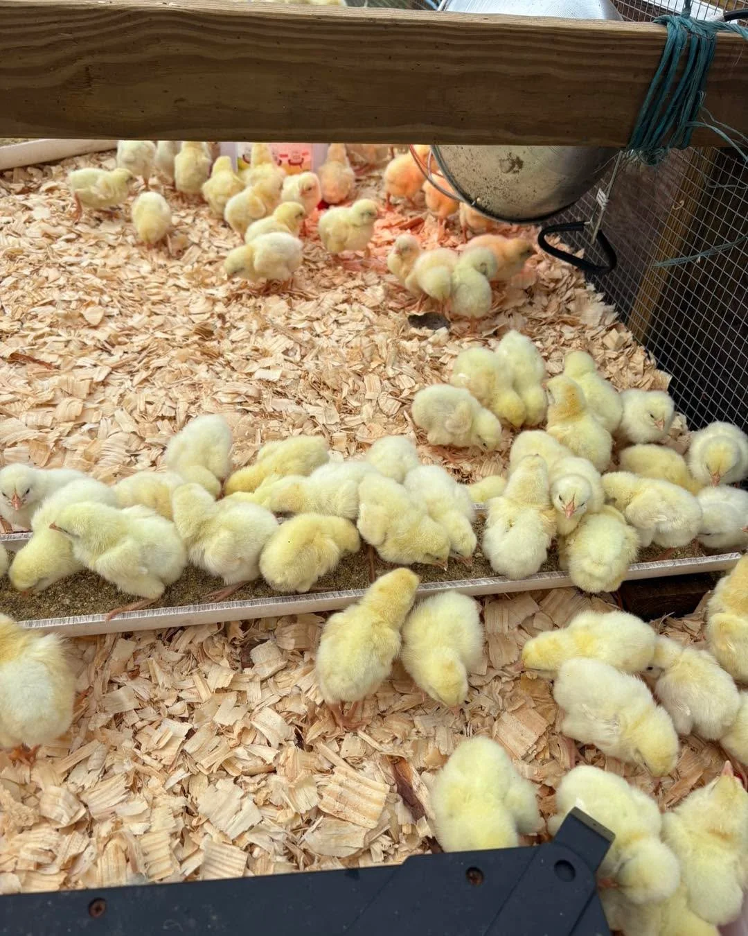300 new fluff nuggets arrived on the farm today! (AKA our future delicious chickens) We&rsquo;re giving them the best feed and care as they grow and they&rsquo;ll be ready for your table March 5th, 2025! 

While we wait for these little nuggets to gr
