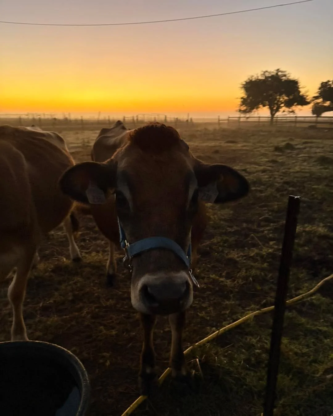 This past week has been full of quiet(ish) mornings milking (the vacuum pump may beg to differ) and busy days preparing for new chicks. A run to the feed mill for the first batch of chick feed, plus hoof trimming and dehorning for the cows rounded it