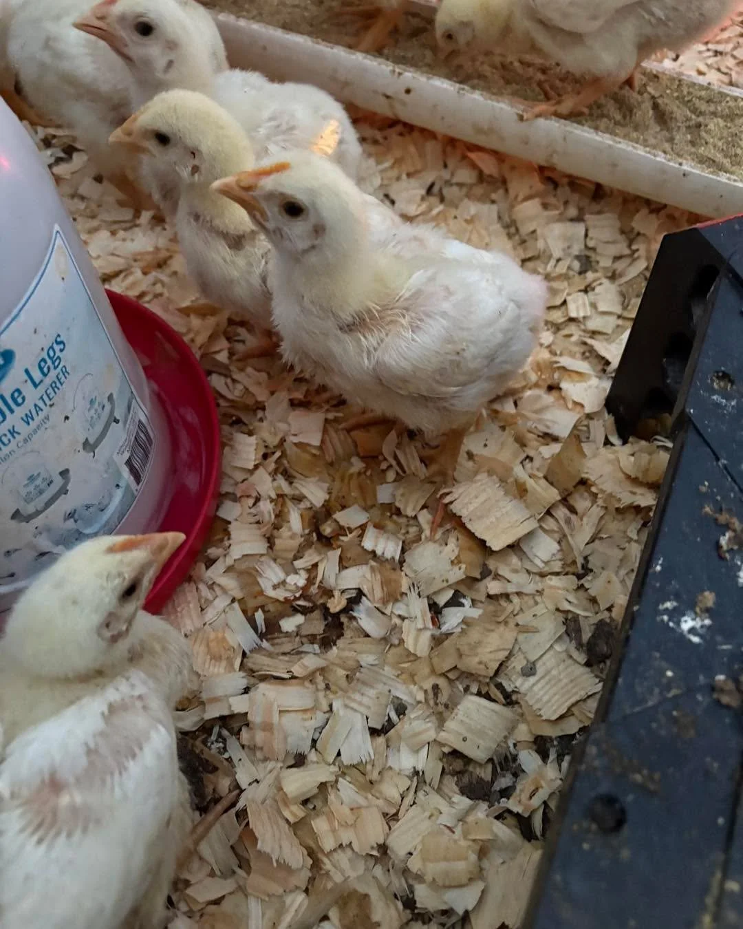 Well, we&rsquo;re as ready as we&rsquo;re gonna get for this winter storm! 

Chicks have extra heat lamps, the calves are blanketed, the waters turned off at the pastures and insulated at the house, the cows and sheep got extra feed and access to hay