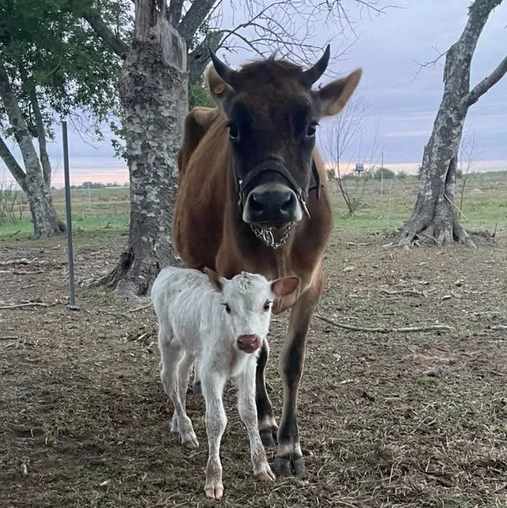 Look what the Easter bunny left for us this morning! A brand new white Dexter/Jersey cross bull calf! 

Y&rsquo;all should have seen the look Poppy gave me when I said that. Don&rsquo;t worry I told her if she wanted credit she should have had him ea