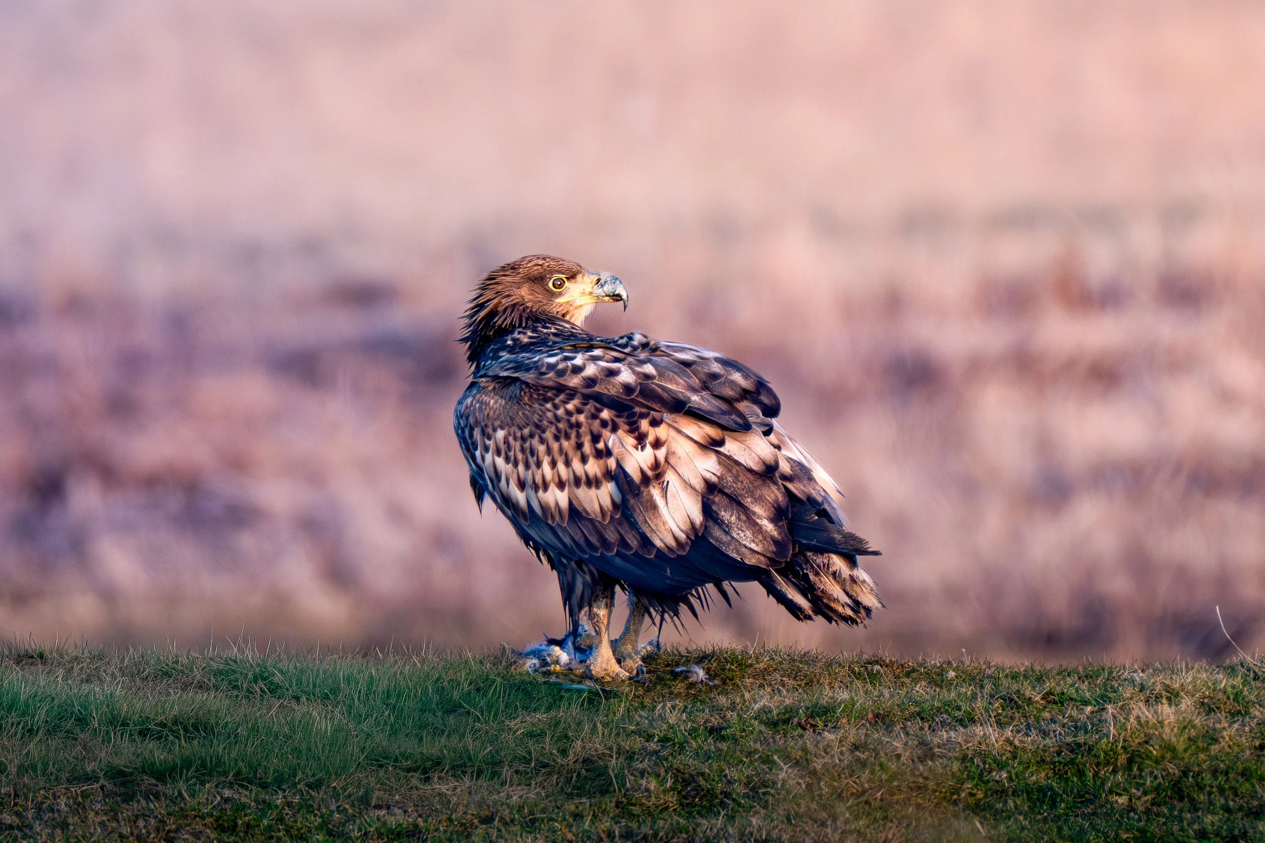 Seeadler.jpg