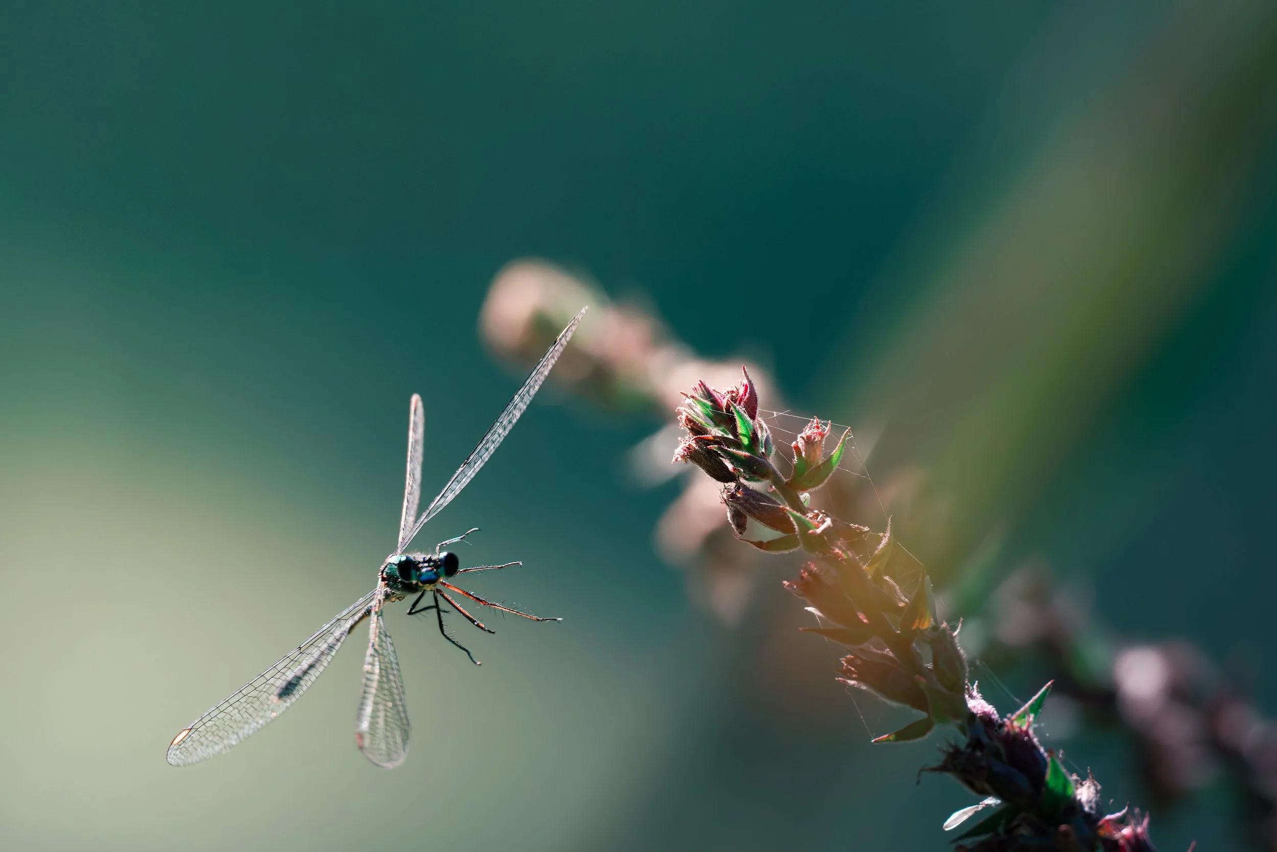 Wildlinse-260922-1.jpg