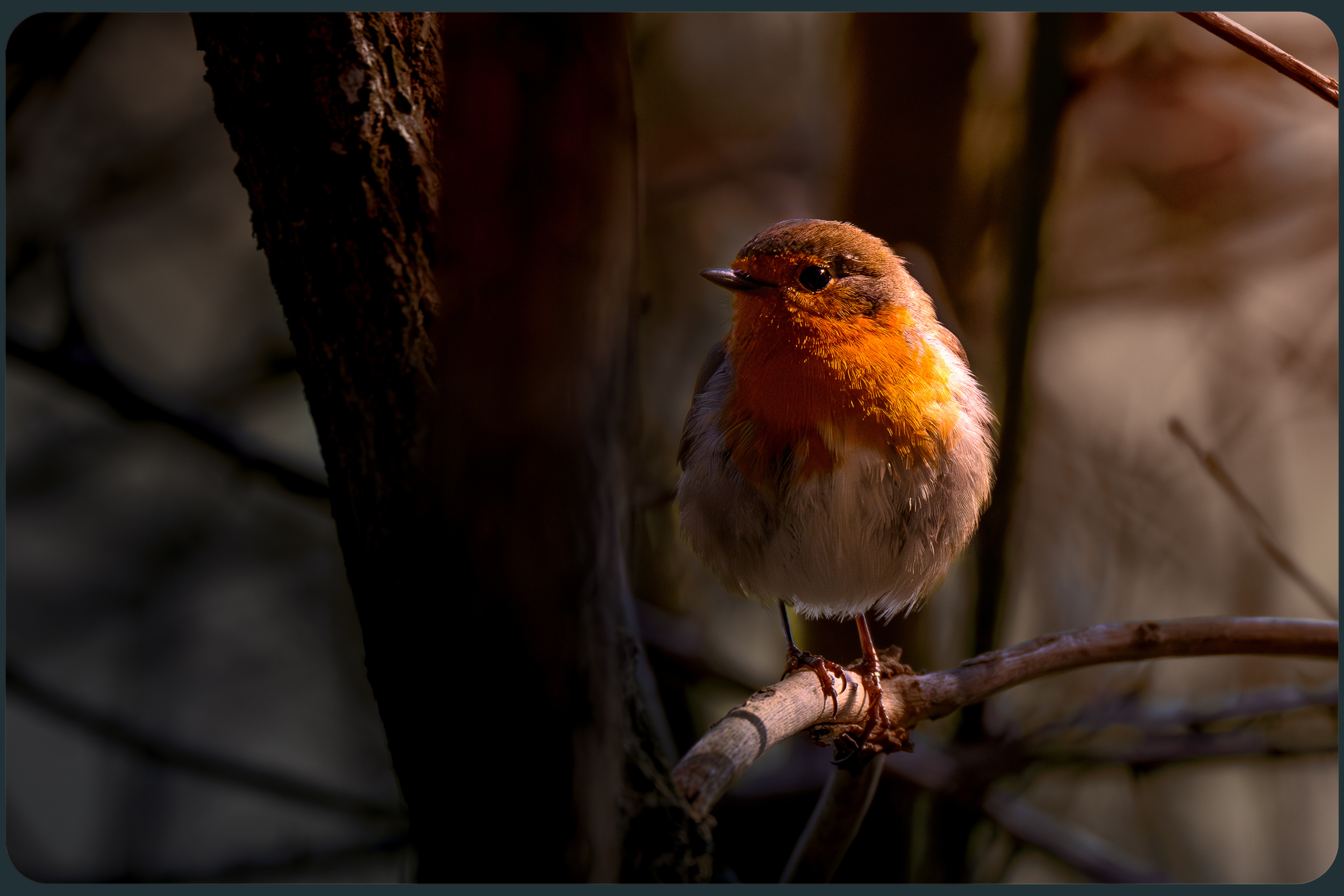 Wildlinse Rotkehlchen.png