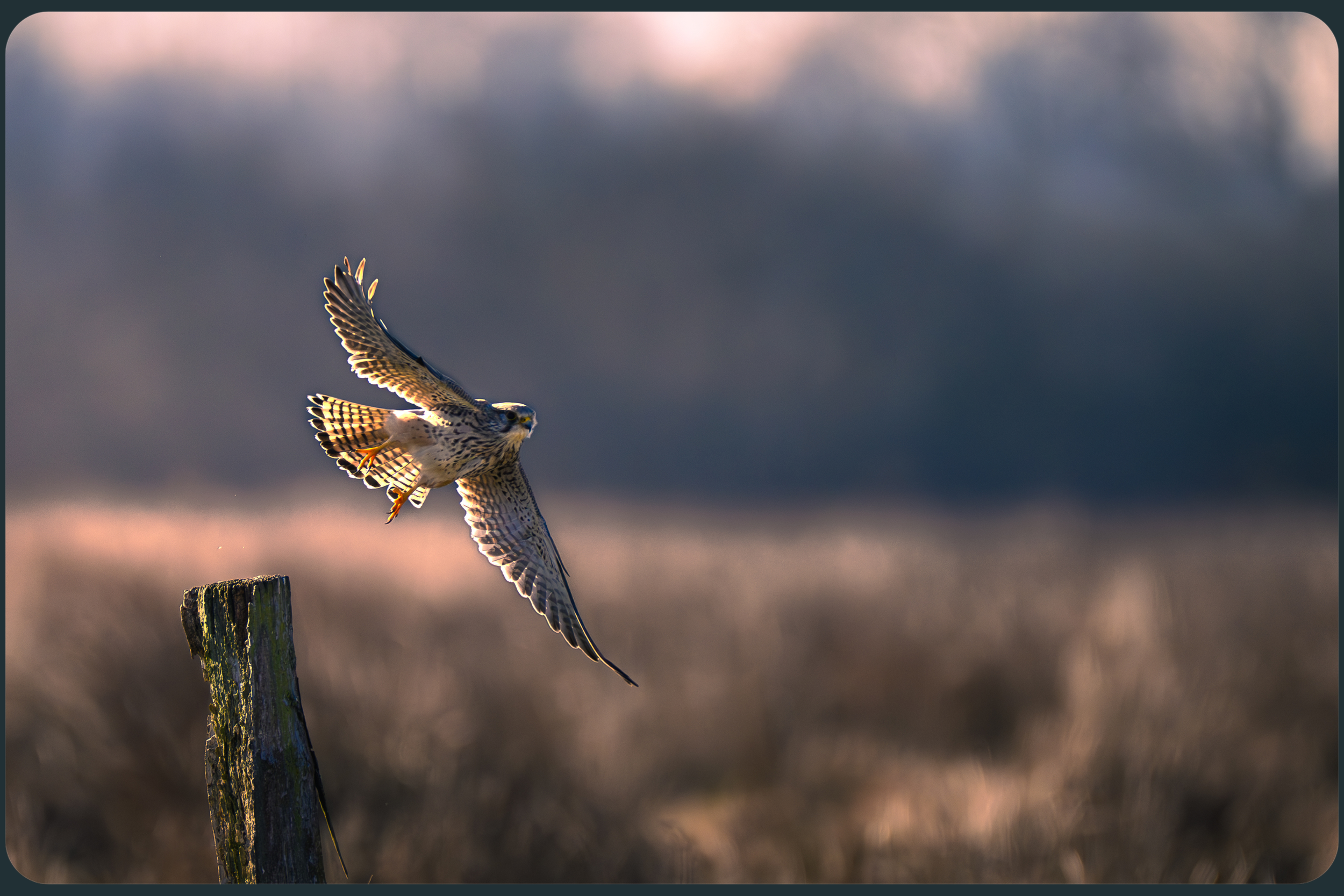 Wildlinse Turmfalke.png