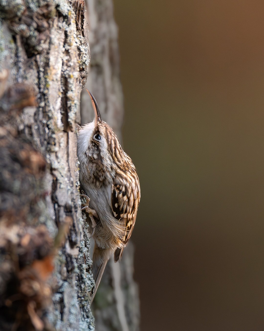 Gartenbauml&auml;ufer | Short-toed treecreeper

Body: Nikon z8 @nikondach 
Lens: Nikkor Z 180-600 mm @nikoneurope
EXIF: 1/800 sec, f/6,3, ISO 2200
Camouflage: @ghosthood.camouflage
Tripod: @sirui_eu

#stadtnatur #vogelfotografie #luebeck